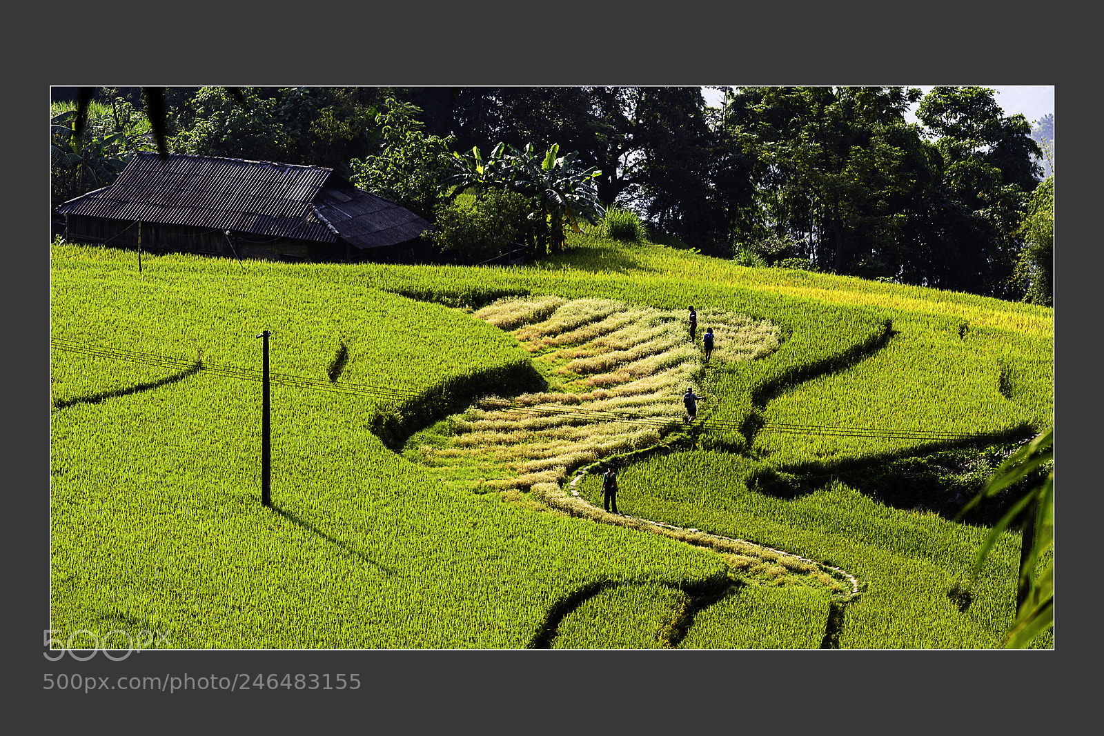 Nikon D5 sample photo. Rice field in vietnam photography