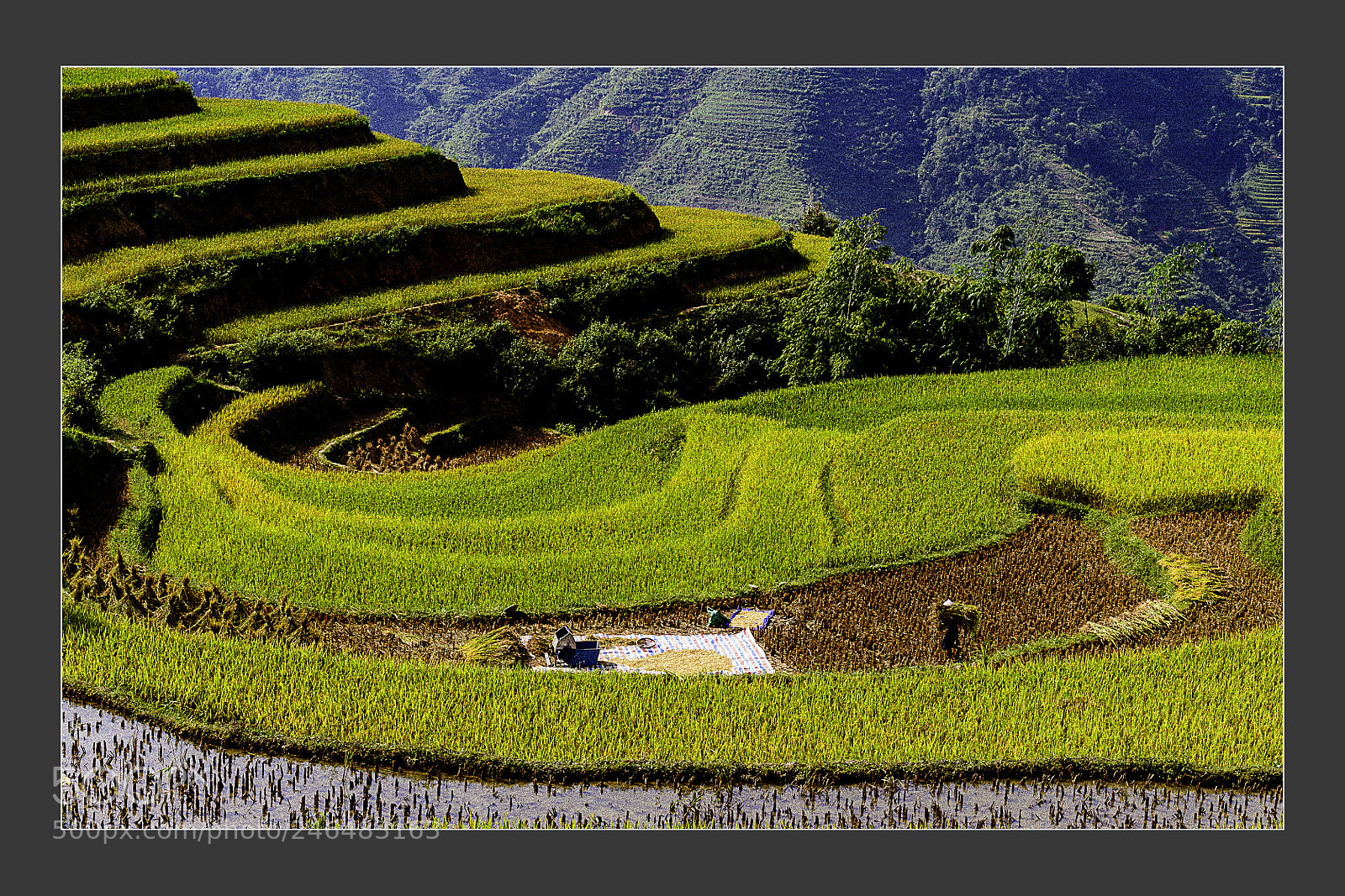 Nikon D5 sample photo. Rice terraced field to photography