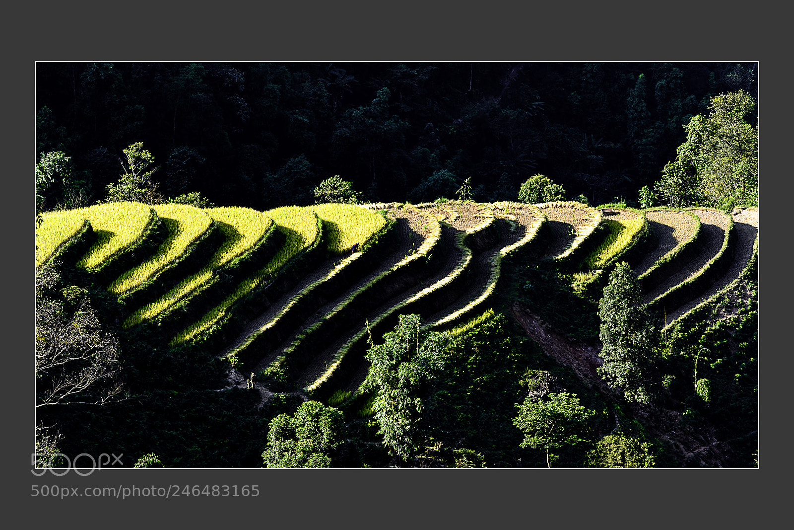 Nikon D5 sample photo. Terrace fields like a photography