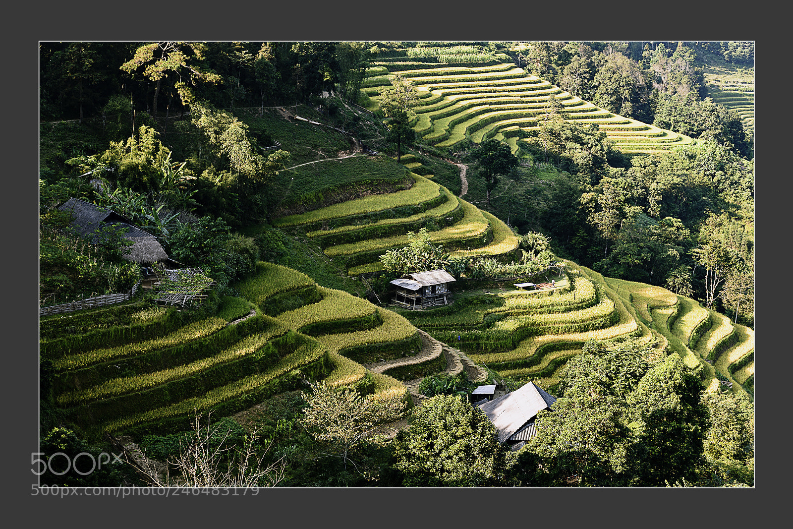 Nikon D5 sample photo. New rice terraced fields photography
