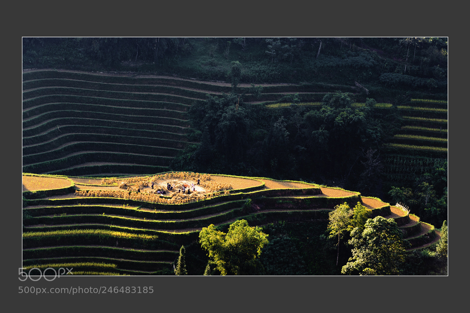 Nikon D5 sample photo. Terrace fields at mu photography