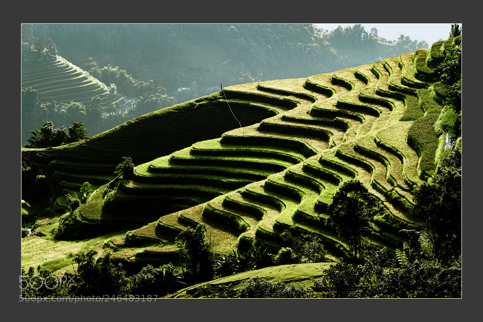 Nikon D5 sample photo. Terrace fields at mu photography