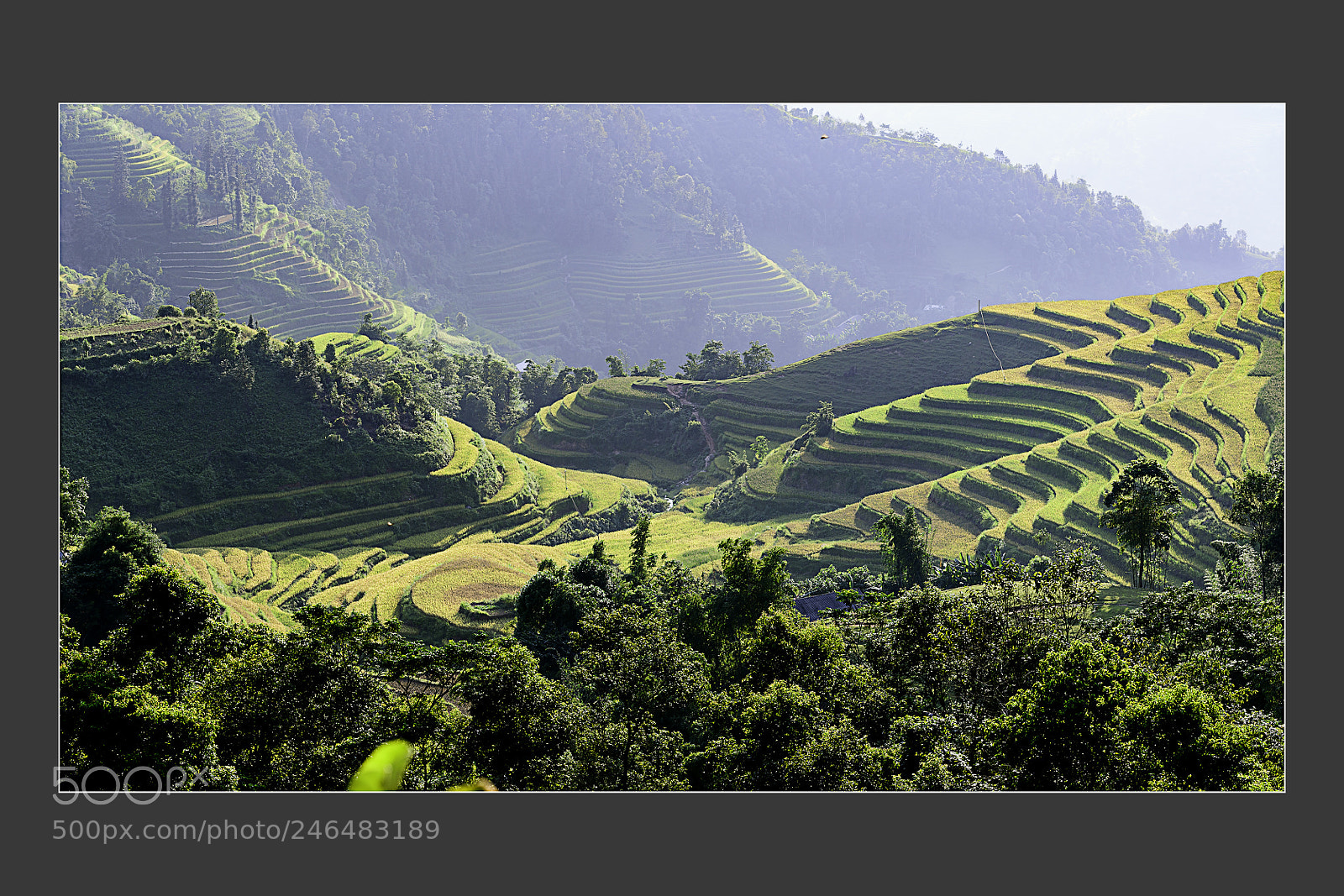 Nikon D5 sample photo. Terrace fields at mu photography