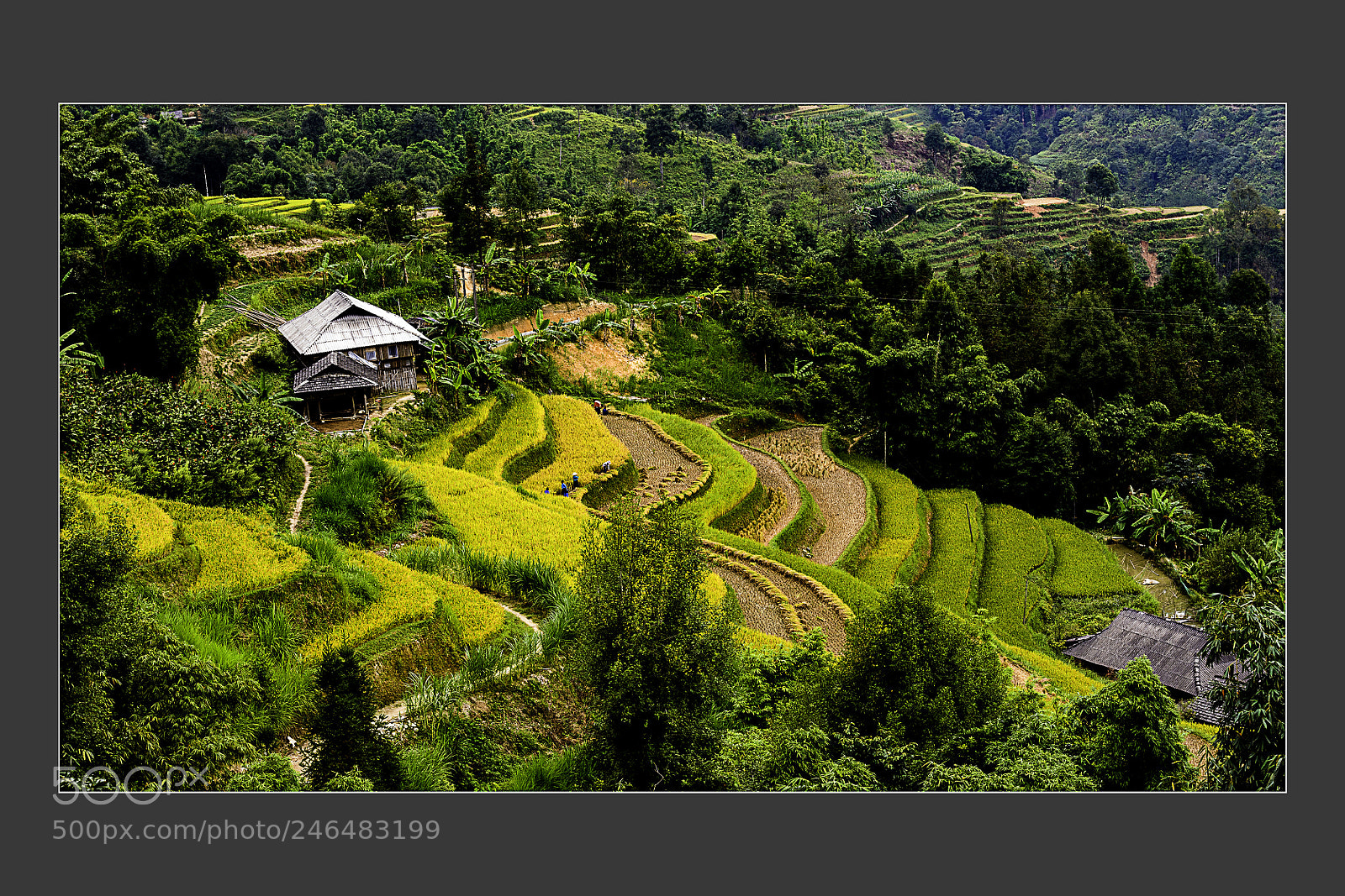 Nikon D5 sample photo. Terrace fields at mu photography