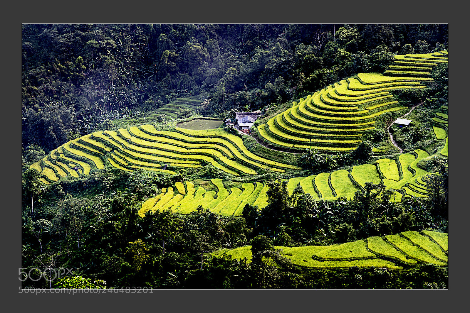 Nikon D5 sample photo. Terrace fields at mu photography