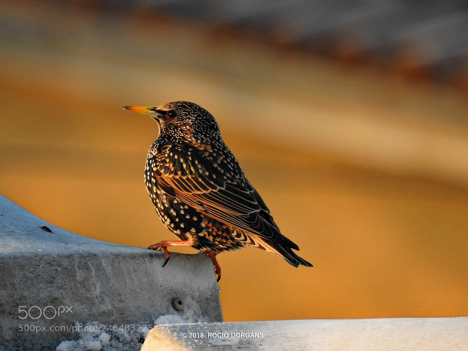 Nikon Coolpix P900 sample photo. Bird photography
