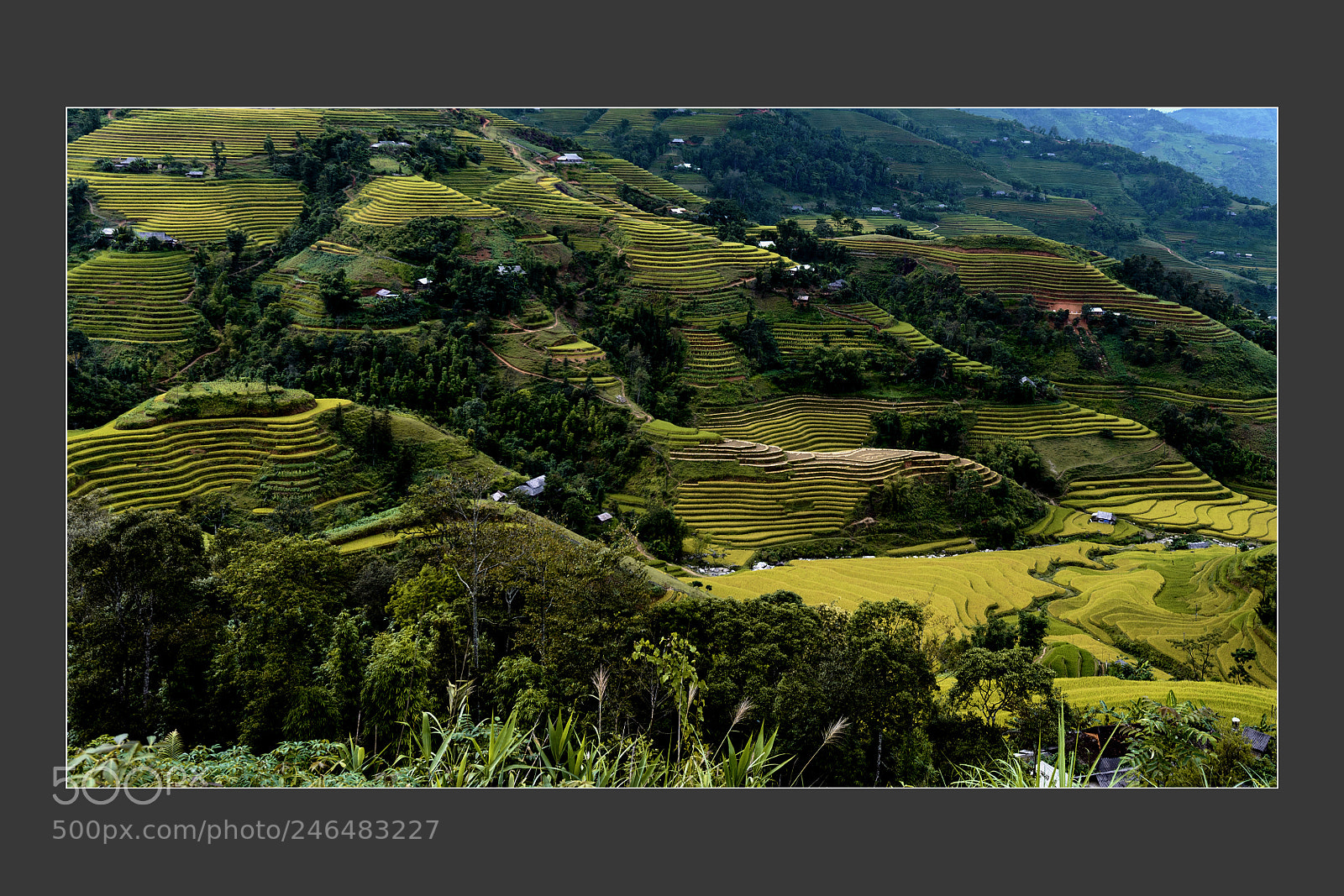 Nikon D610 sample photo. Terrace fields at mu photography