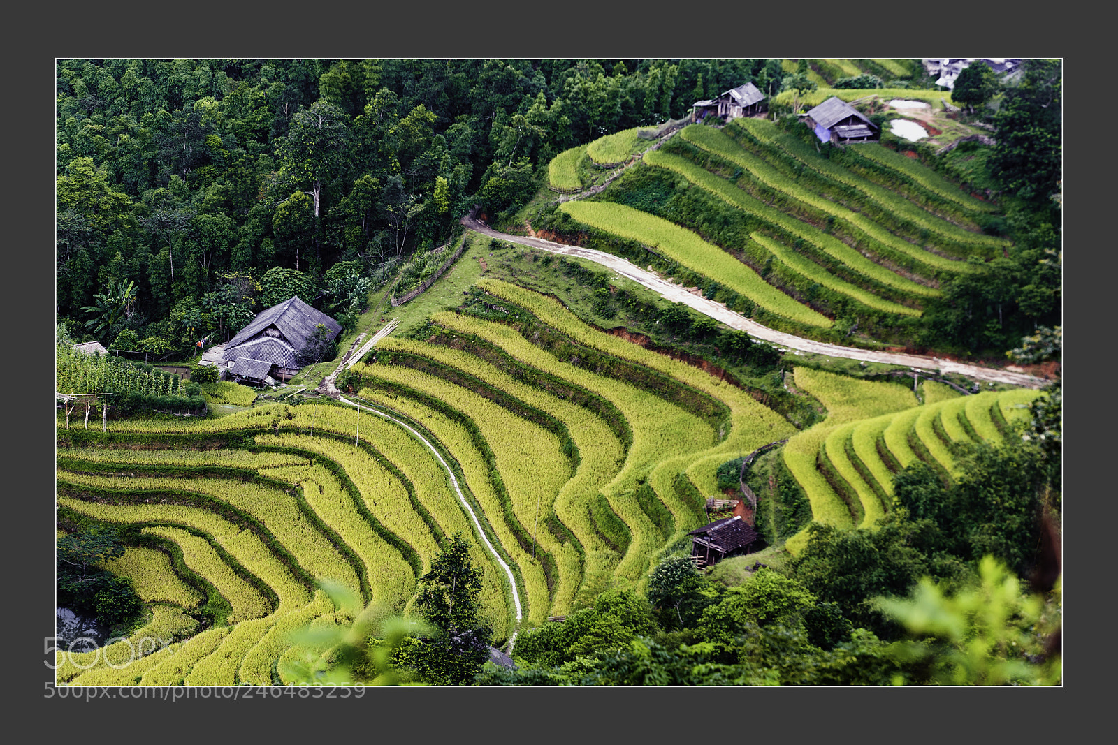 Nikon D3 sample photo. Terrace fields at mu photography
