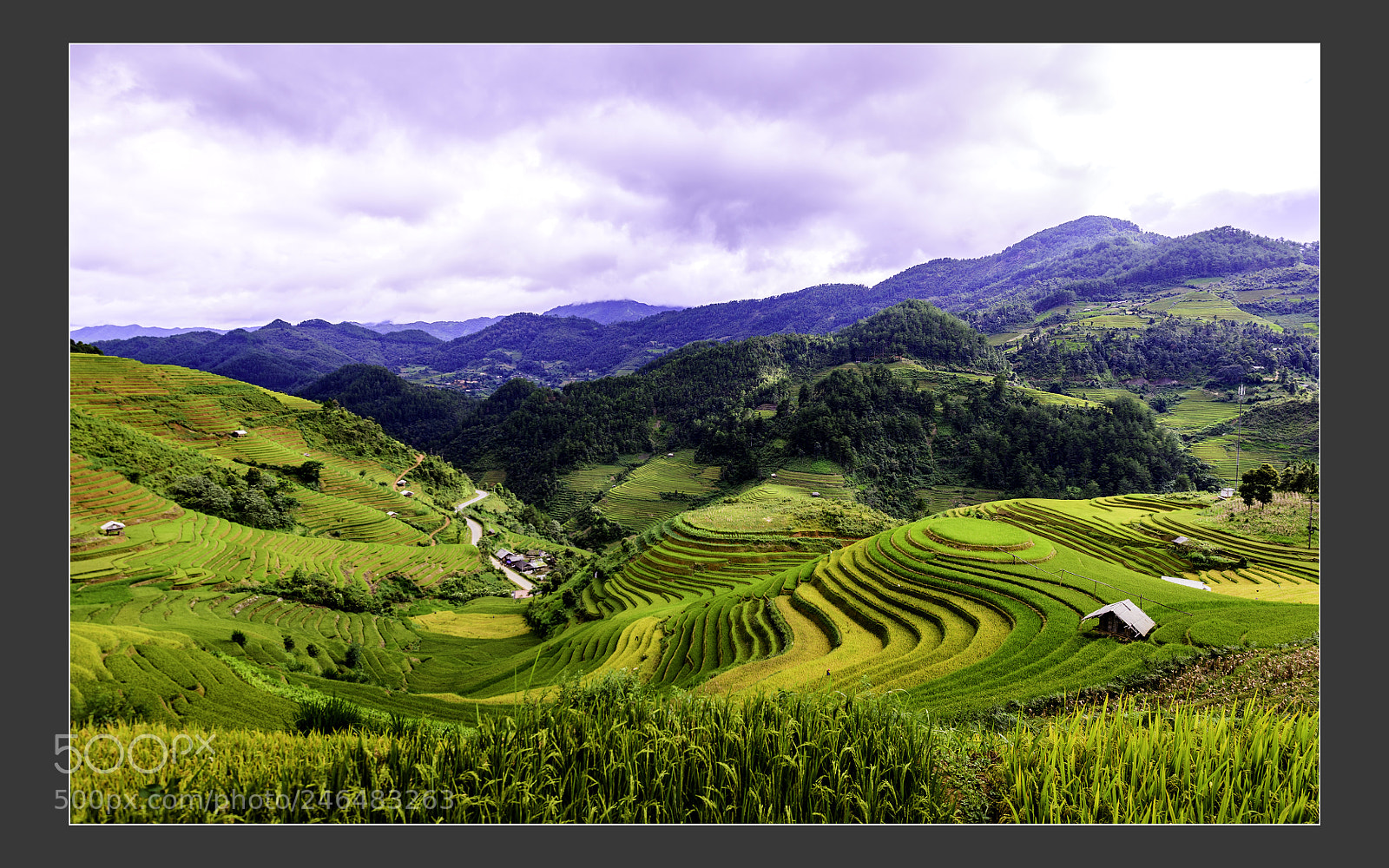 Nikon D610 sample photo. Terrace fields at mu photography