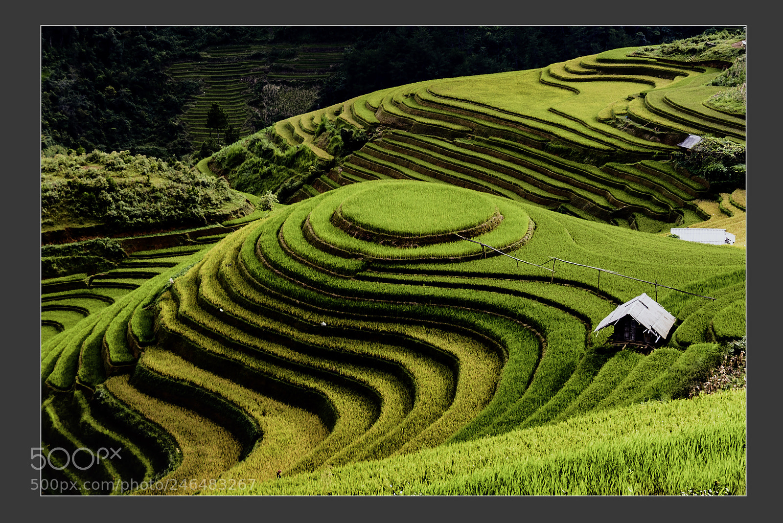 Nikon D610 sample photo. Terrace fields at mu photography