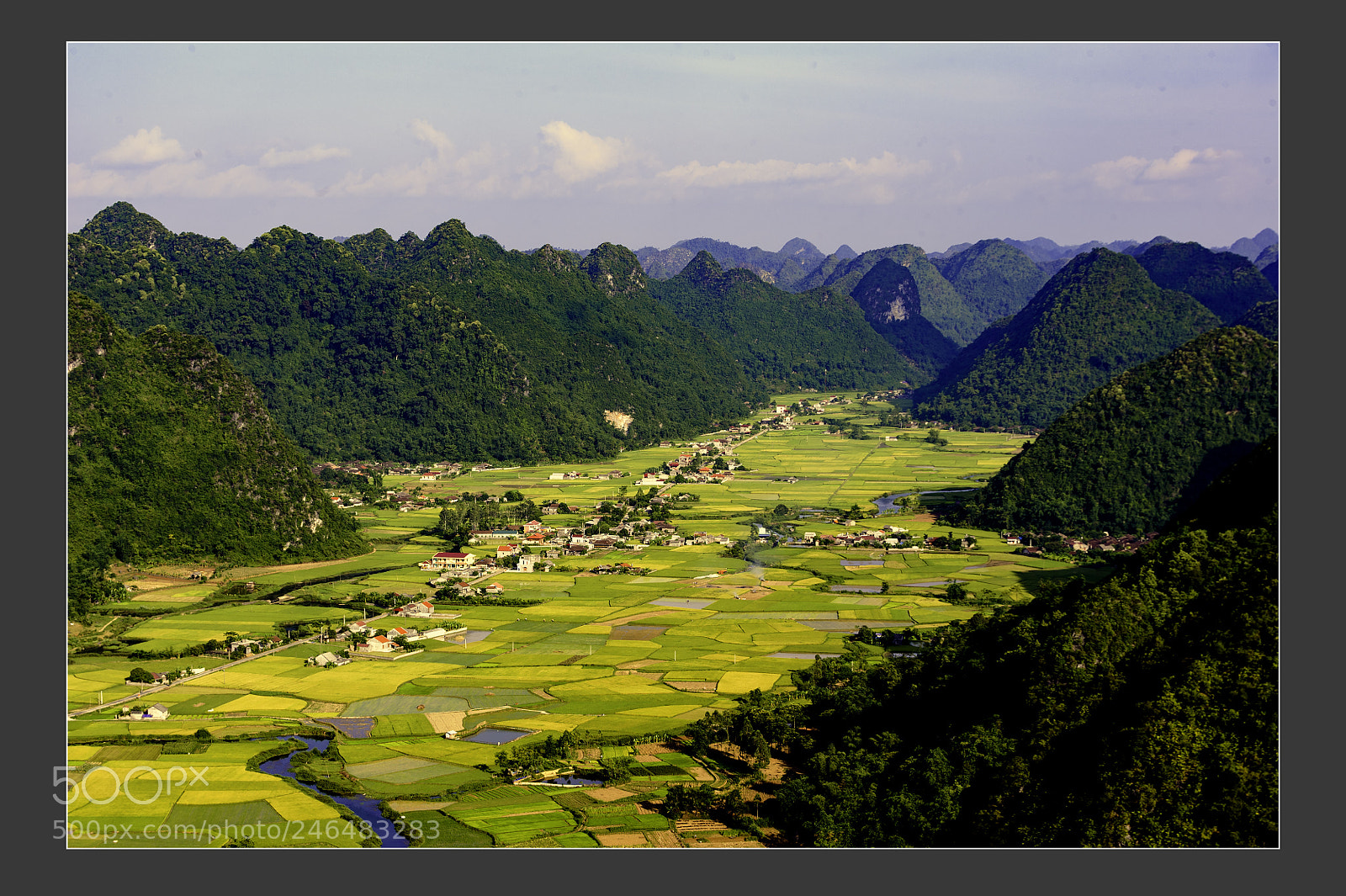 Nikon D3 sample photo. The golden rice fields photography