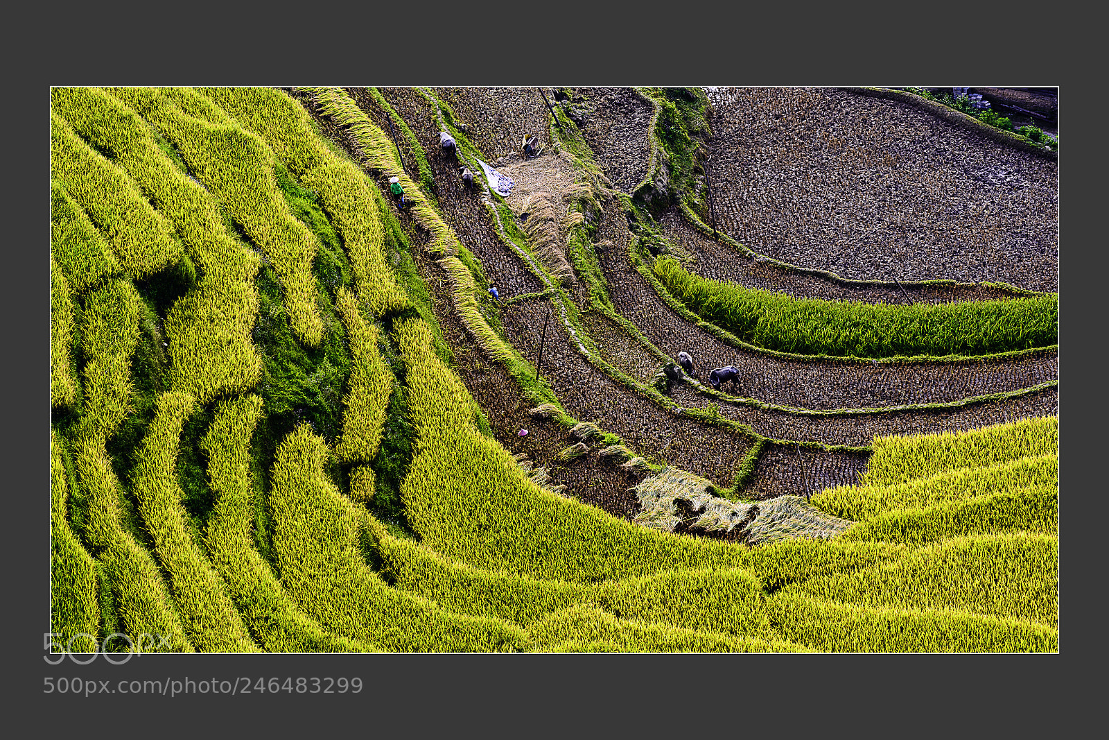 Nikon D610 sample photo. Terrace fields at mu photography