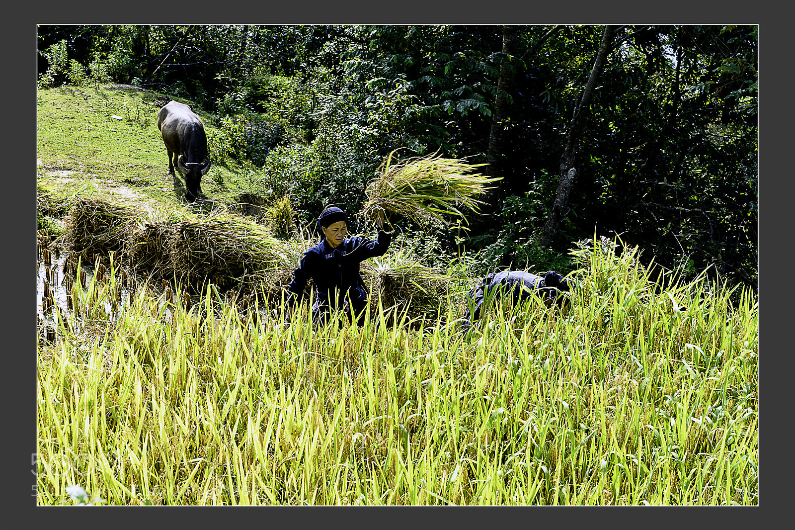 Nikon D610 sample photo. Ethnic minorities collecting the photography