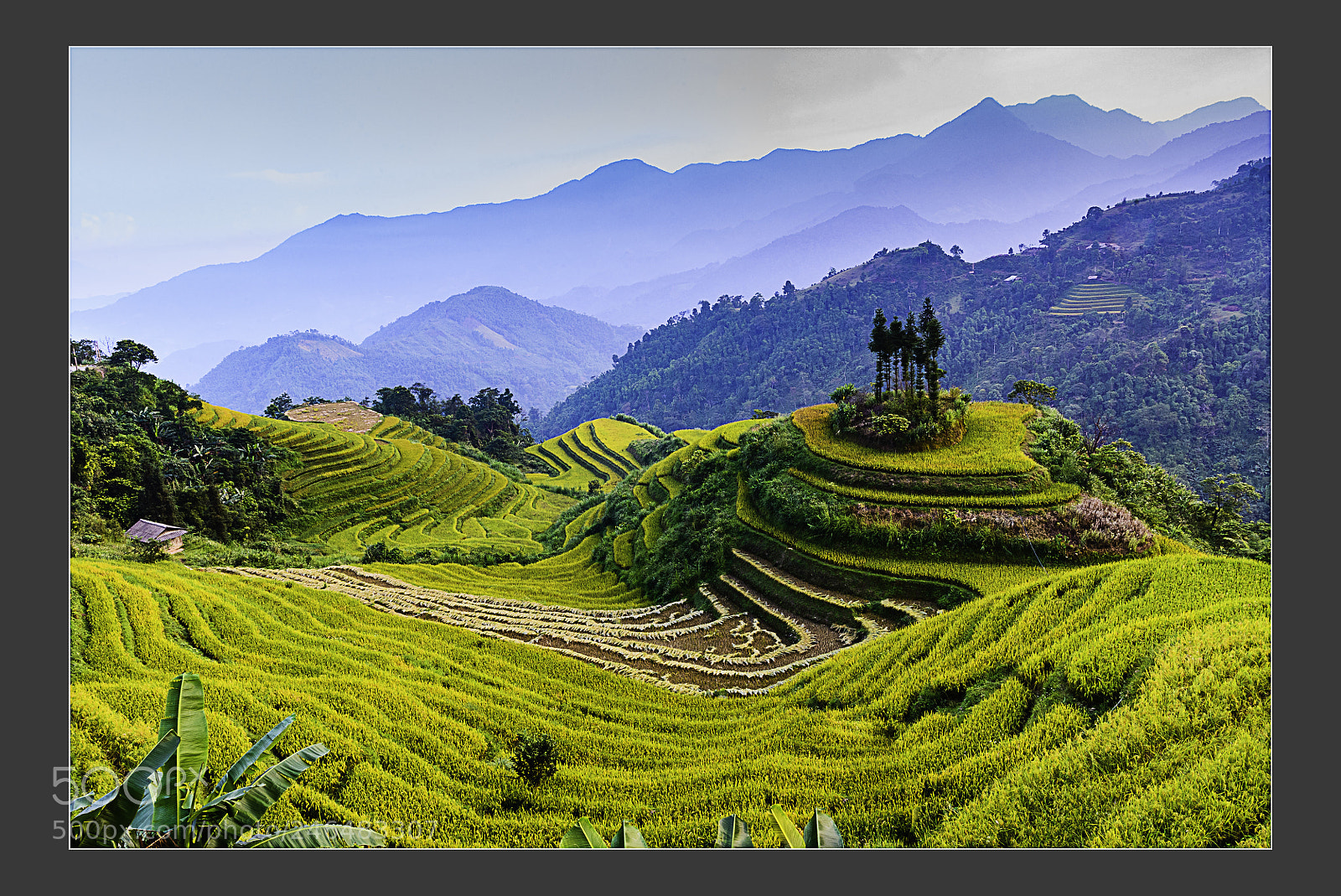Nikon D610 sample photo. Terrace fields at mu photography