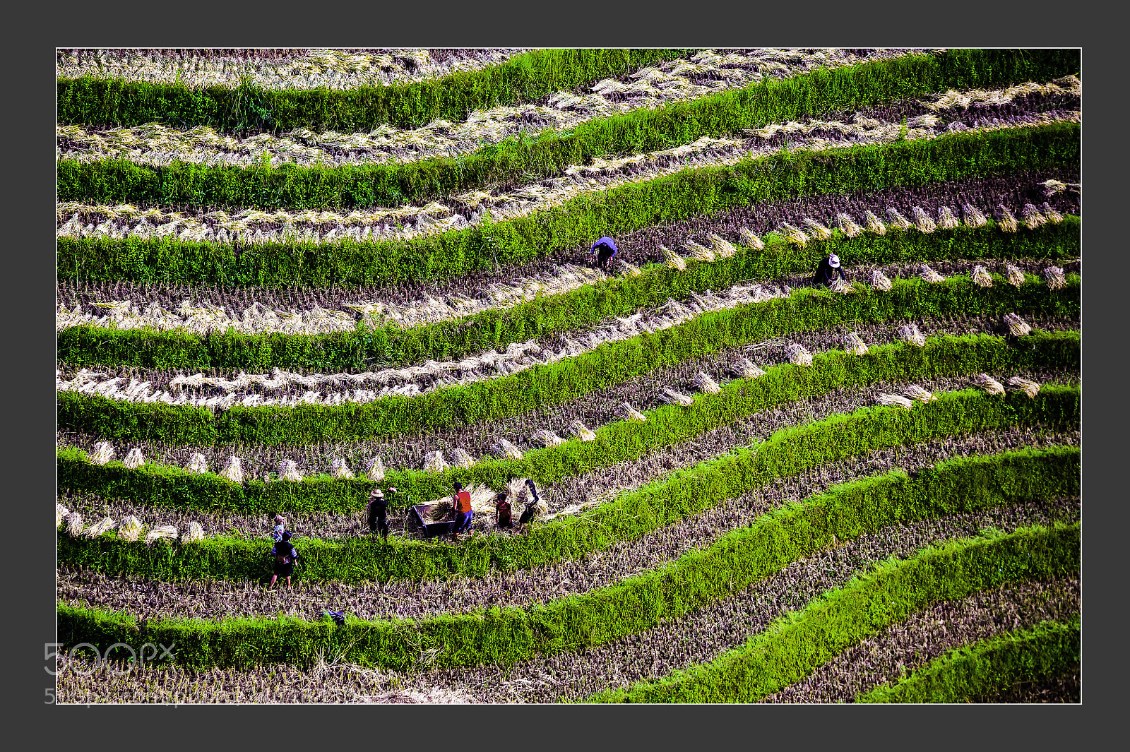 Nikon D3 sample photo. Terrace fields at mu photography