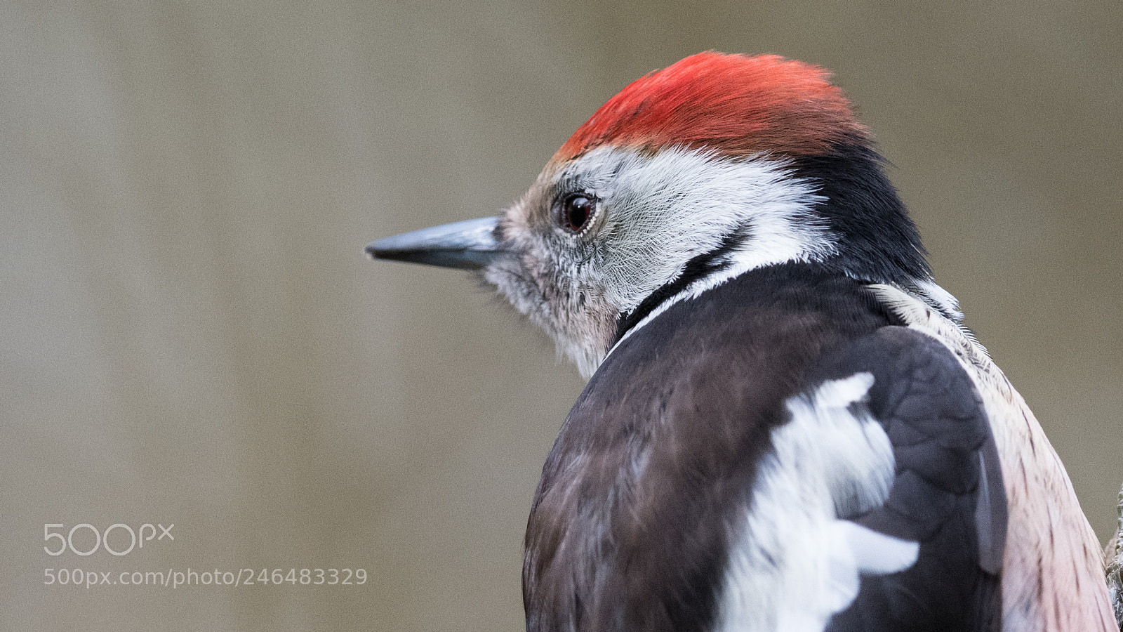 Nikon D850 sample photo. Pic mar dendrocoptes medius photography