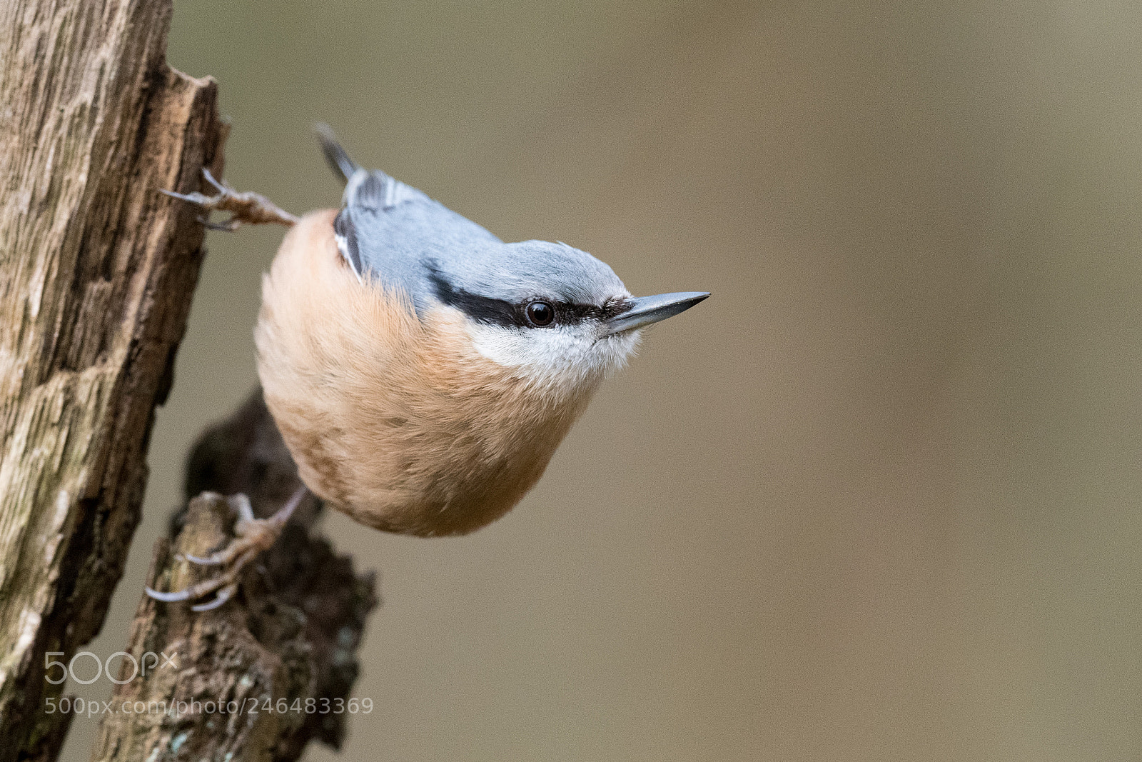 Nikon D850 sample photo. Sittelle torchepot sitta europaea photography