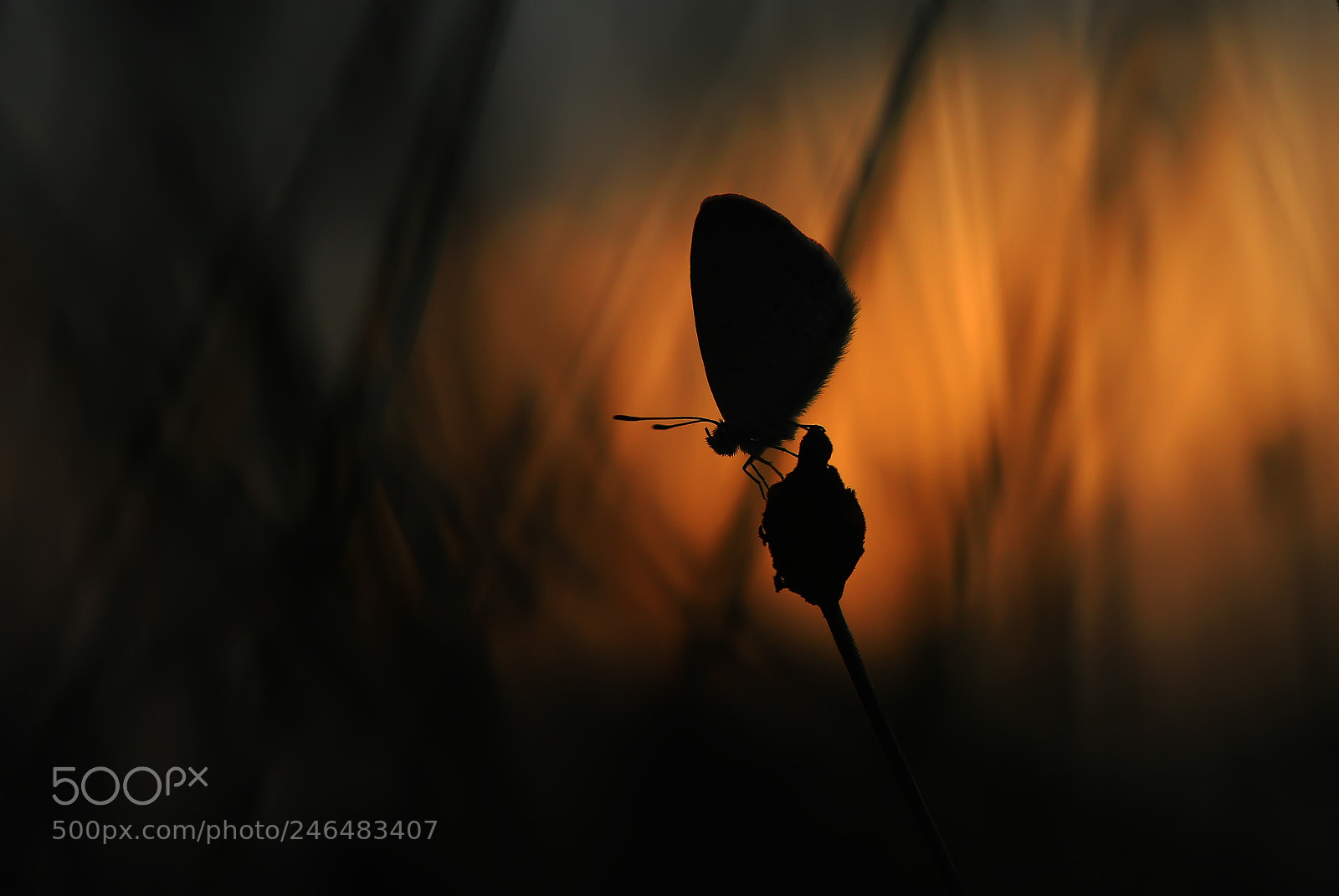 Canon EOS 7D sample photo. Silhouette of butterfly photography