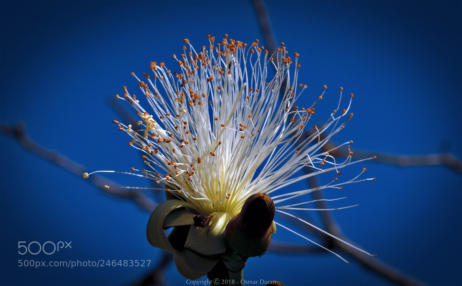 Nikon D300 sample photo. Shaving brush tree pseudobombax photography