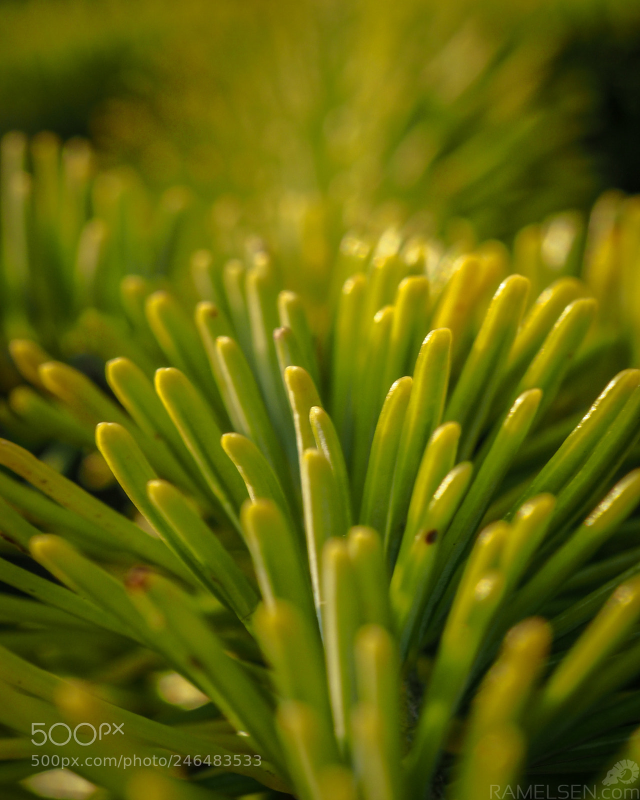 Olympus OM-D E-M1 Mark II sample photo. Needles photography