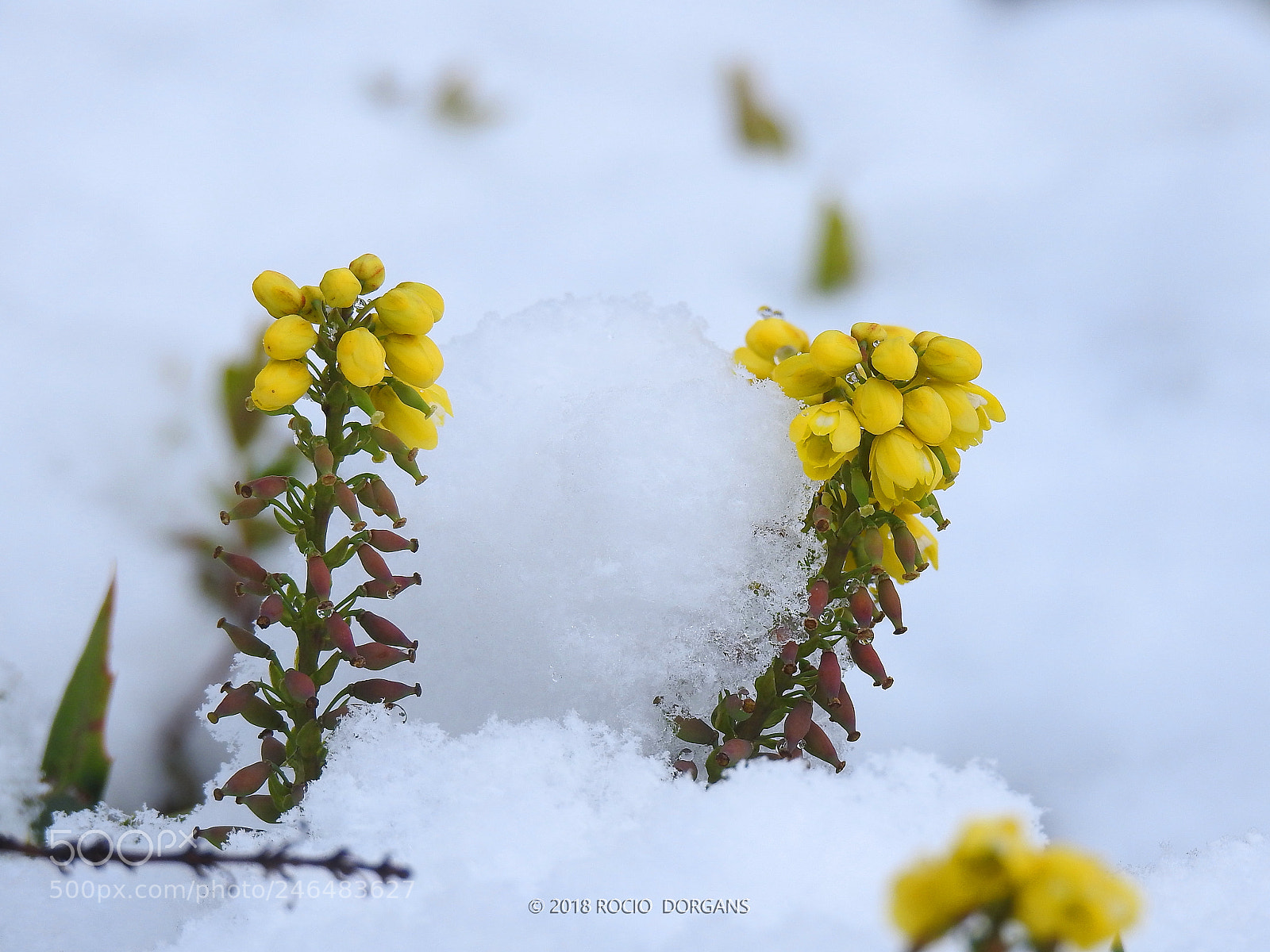 Nikon Coolpix P900 sample photo. Snow photography