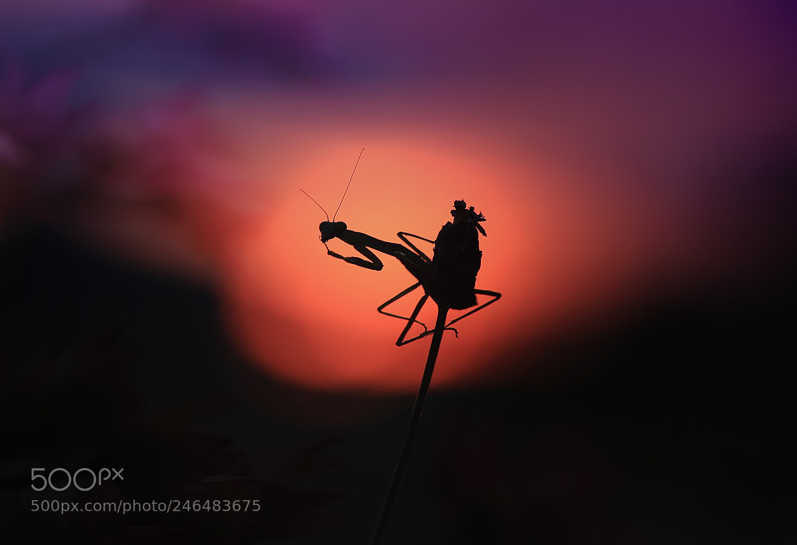 Canon EOS 7D sample photo. Kissbye on silhoutte photography