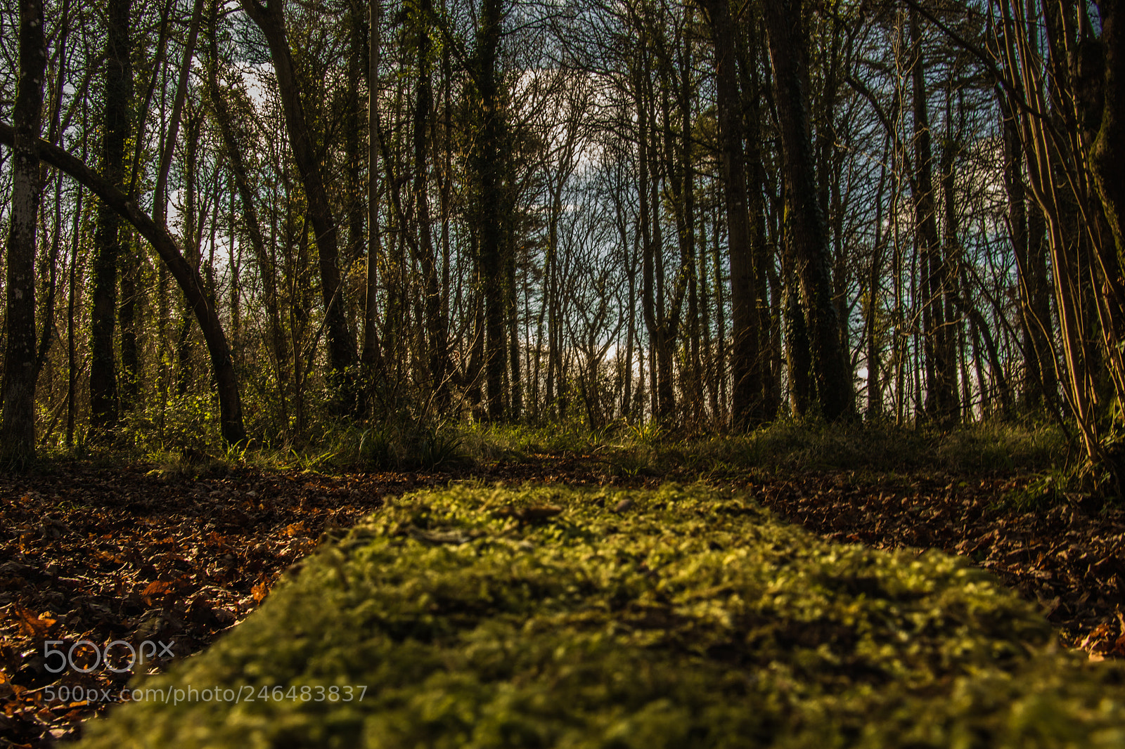 Canon EOS 7D Mark II sample photo. Untitled photography