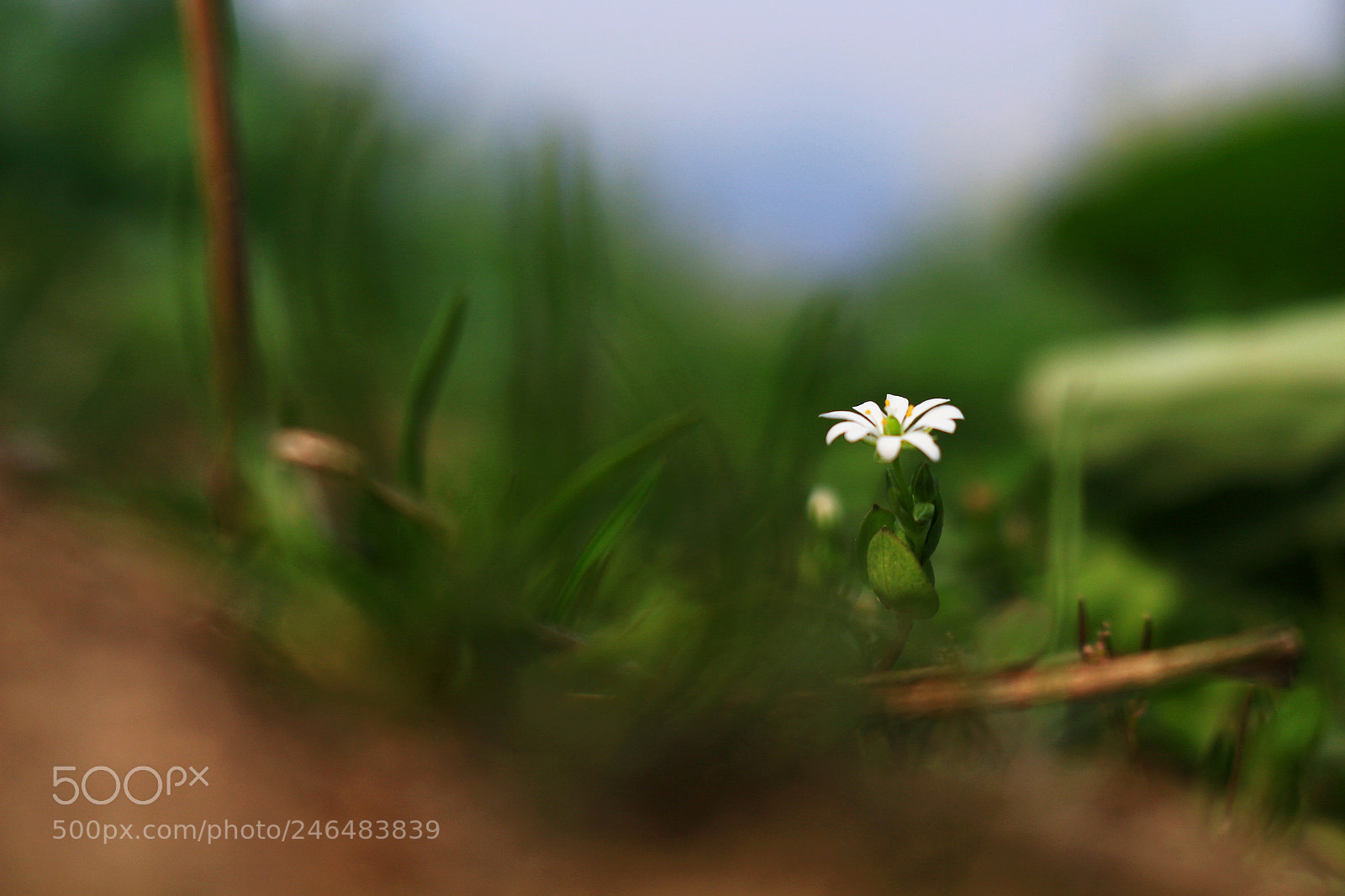Canon EOS 700D (EOS Rebel T5i / EOS Kiss X7i) sample photo. 无名野花 photography