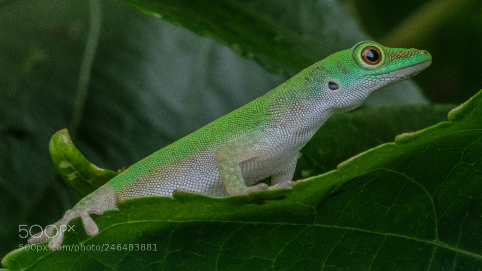 Fujifilm X-T2 sample photo. Seychelles giant day gecko photography