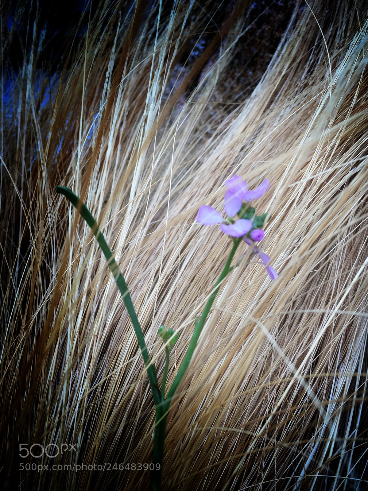 Apple iPhone 6 sample photo. Piccolo fiore? photography