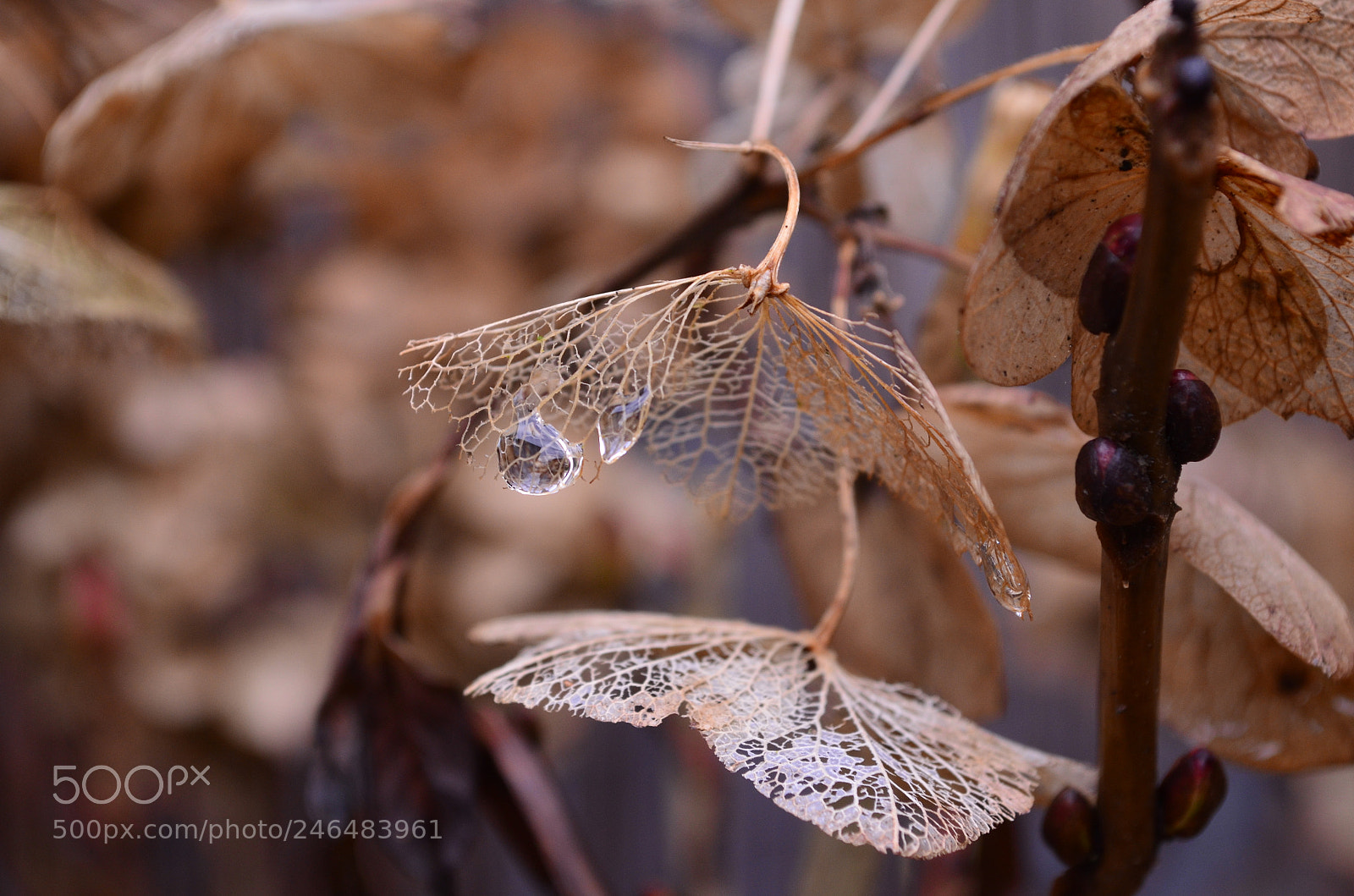 Nikon D5100 sample photo. Waterdrop photography