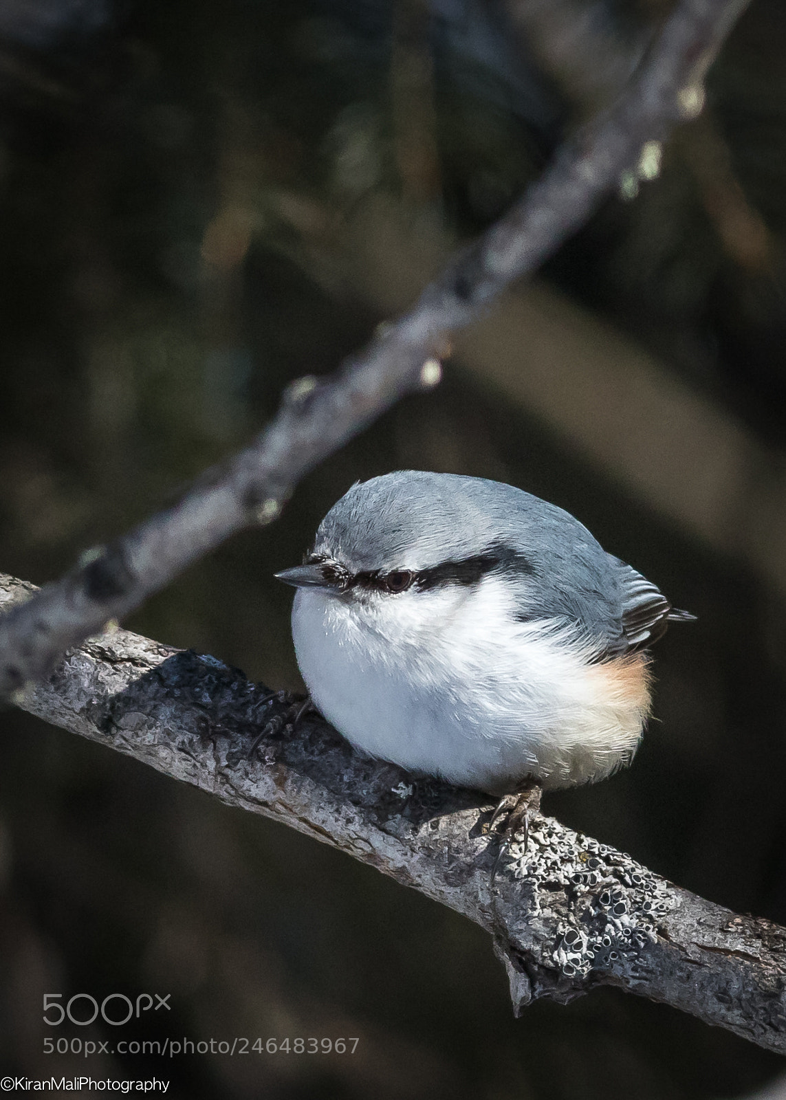 Canon EOS 7D Mark II sample photo. Nuthatch photography