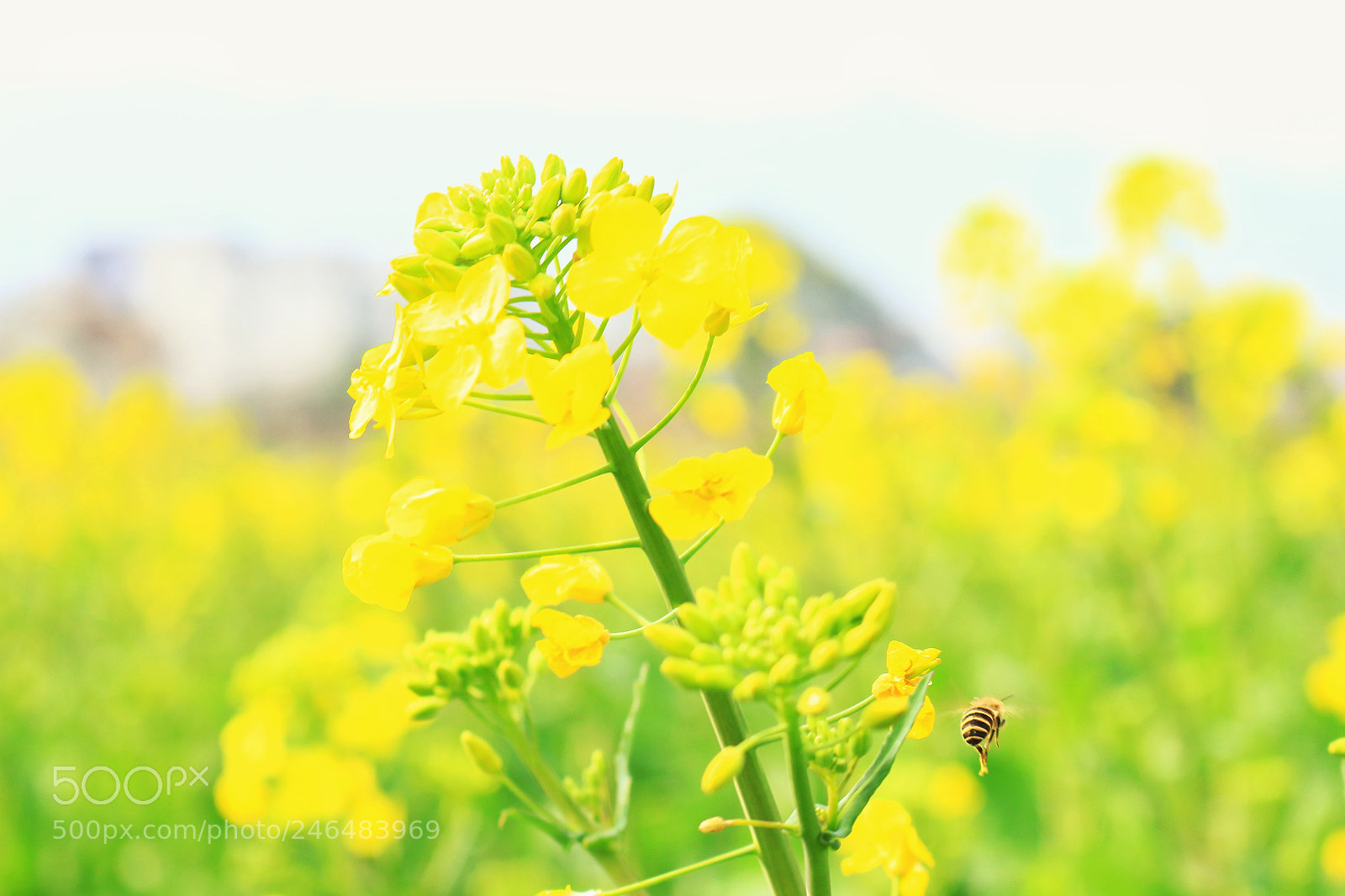 Canon EOS 700D (EOS Rebel T5i / EOS Kiss X7i) sample photo. 采花大盗 photography