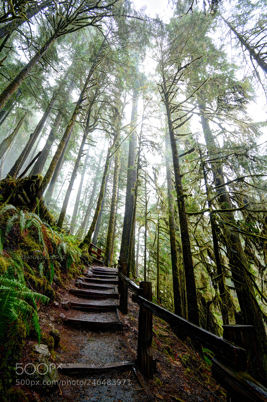 Nikon D7100 sample photo. Forests are for lovers photography