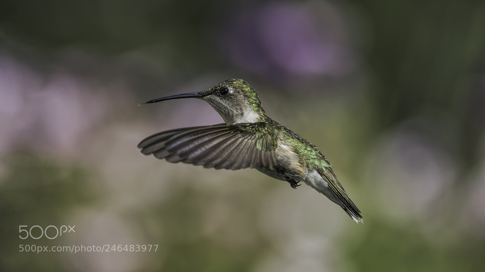Nikon D7100 sample photo. Bird and bokeh photography