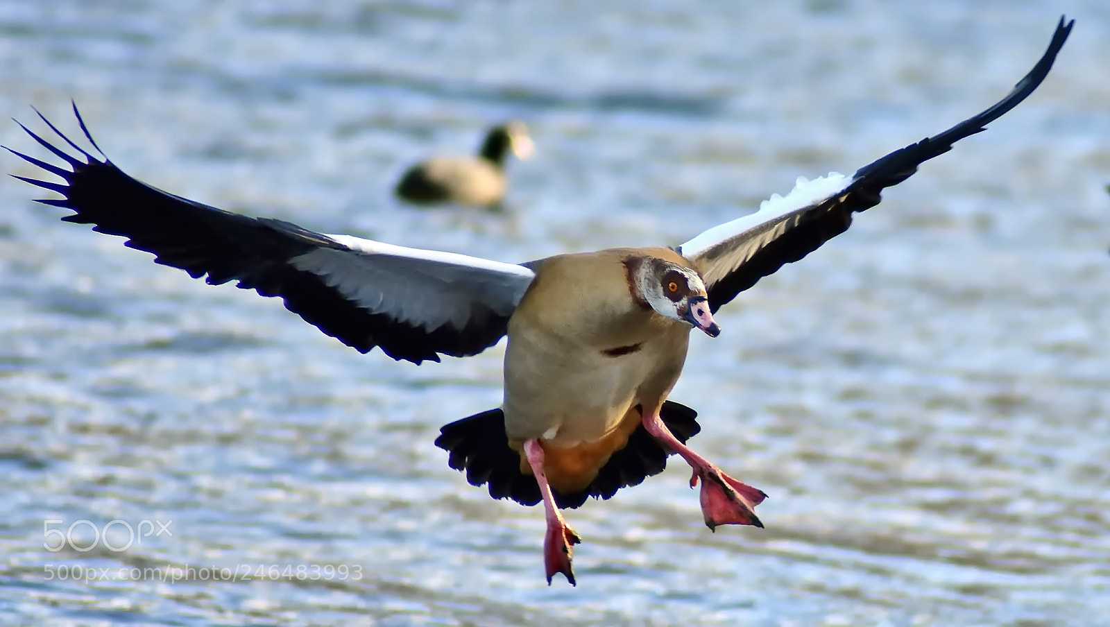 Nikon D3400 sample photo. Landing... photography