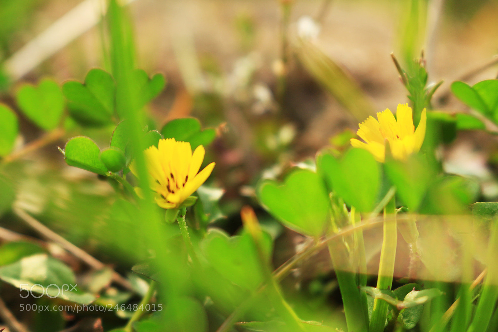 Canon EOS 700D (EOS Rebel T5i / EOS Kiss X7i) sample photo. Heart photography