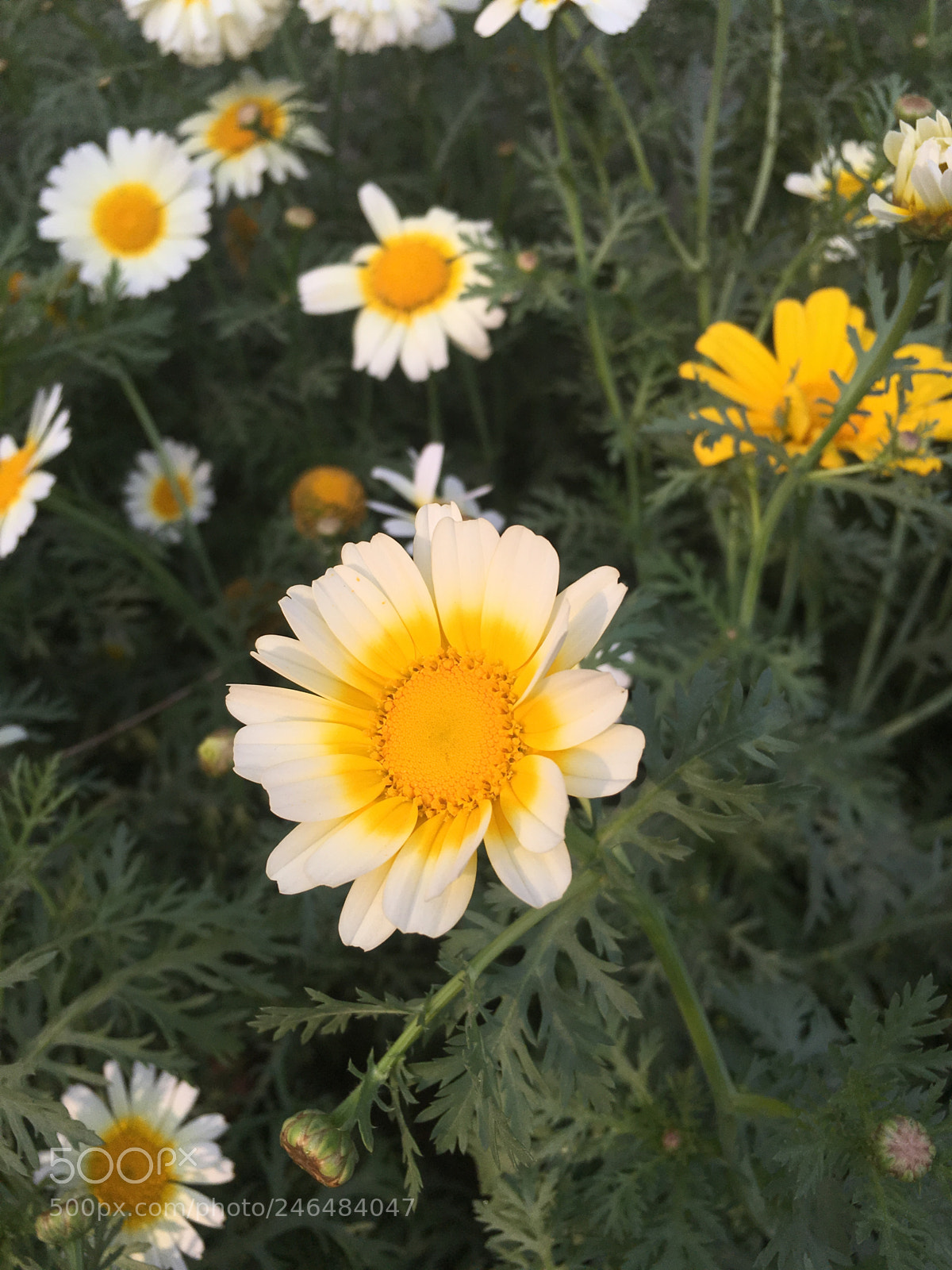 Apple iPhone 6s sample photo. #flowers #nature #eveningshoot photography