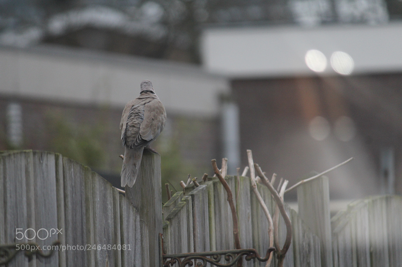 Canon EF-S 55-250mm F4-5.6 IS II sample photo. Quick shot photography