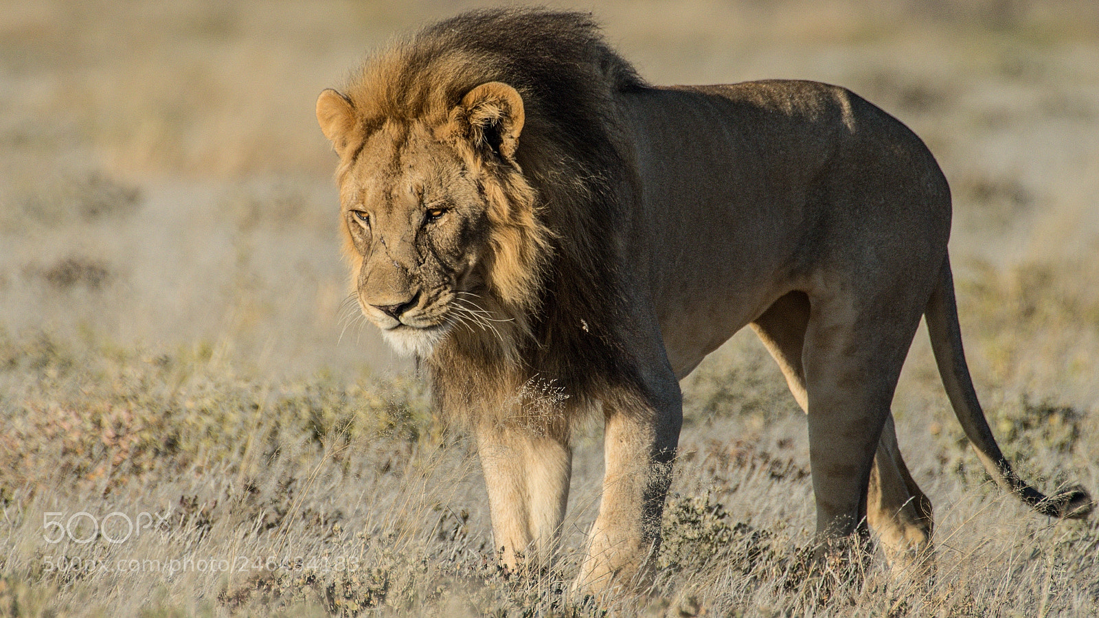 Pentax K-5 II sample photo. Lion photography