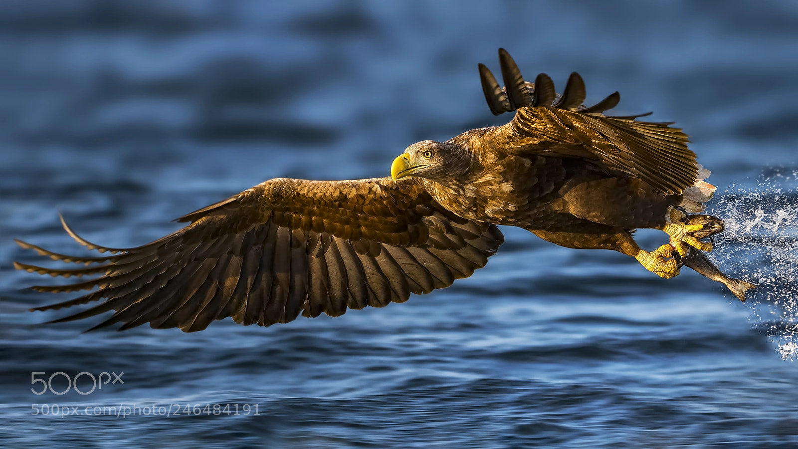Panasonic Lumix DC-G9 sample photo. Sea eagle photography