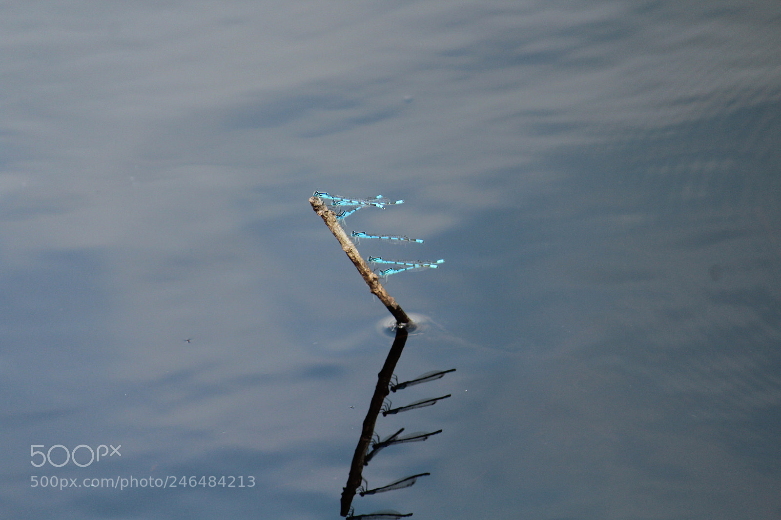 Canon EF-S 55-250mm F4-5.6 IS II sample photo. Resting photography