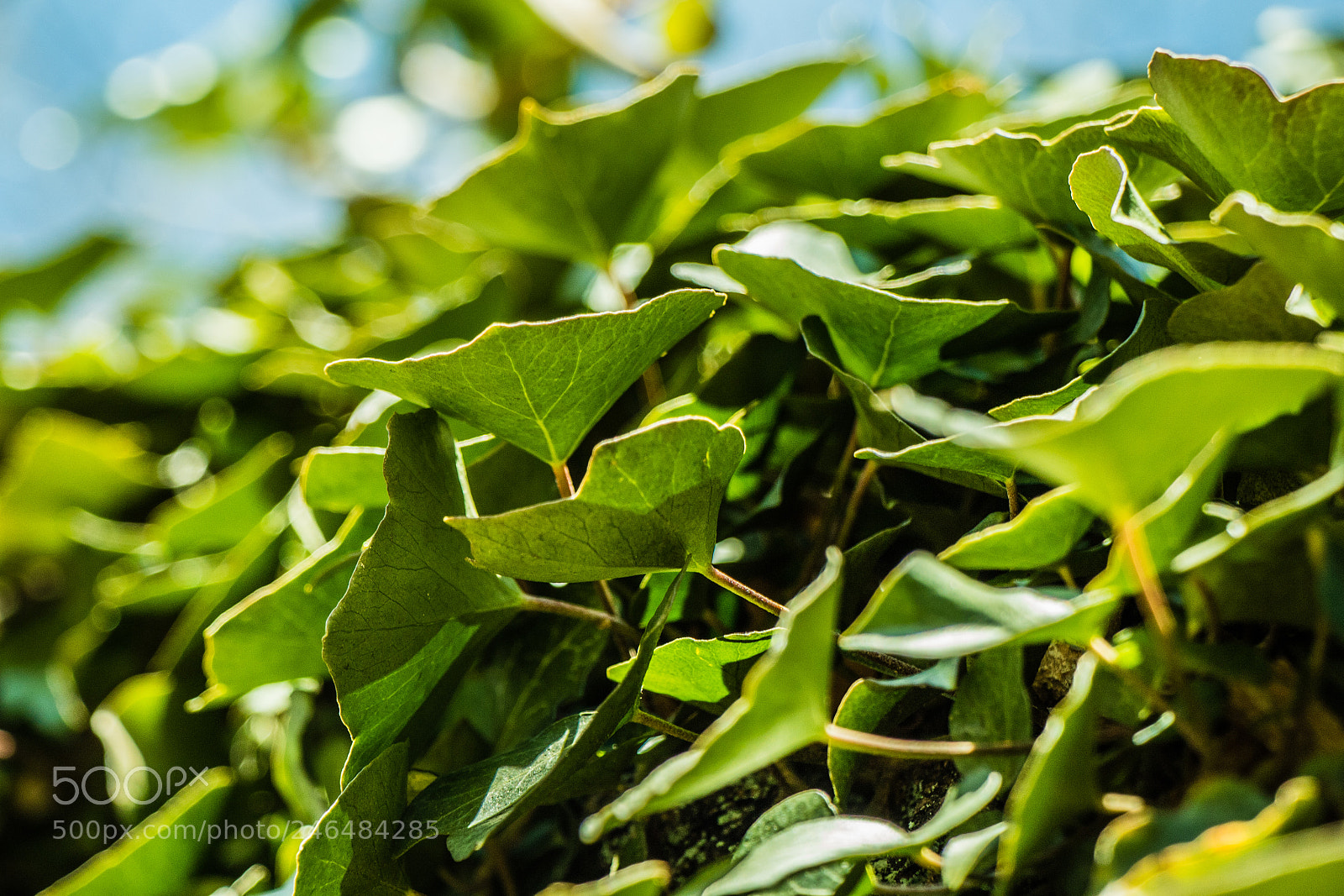Canon EOS 7D Mark II sample photo. Green winter leaves photography