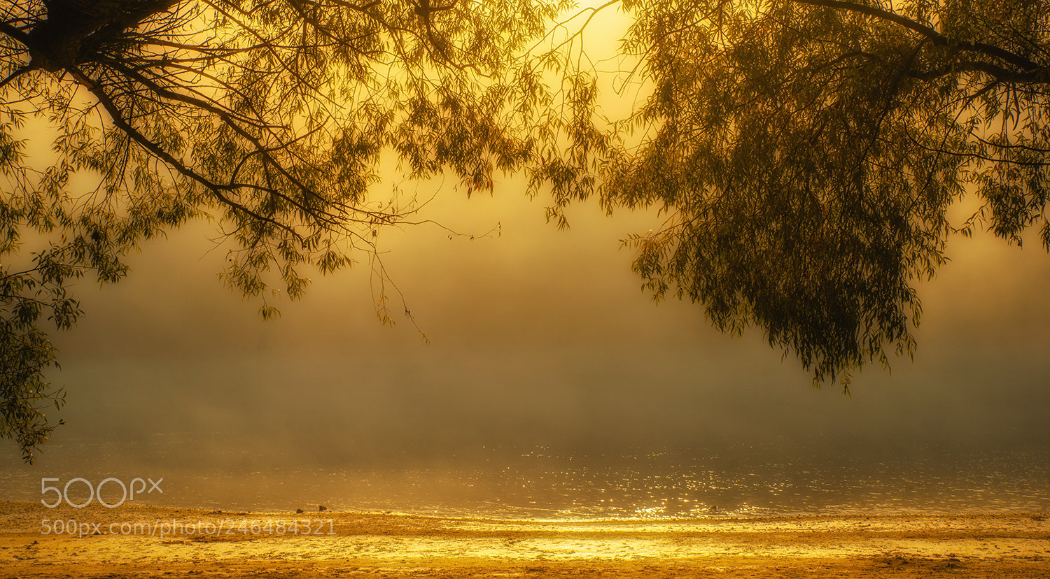 Sony Alpha DSLR-A900 sample photo. Golden riverside photography