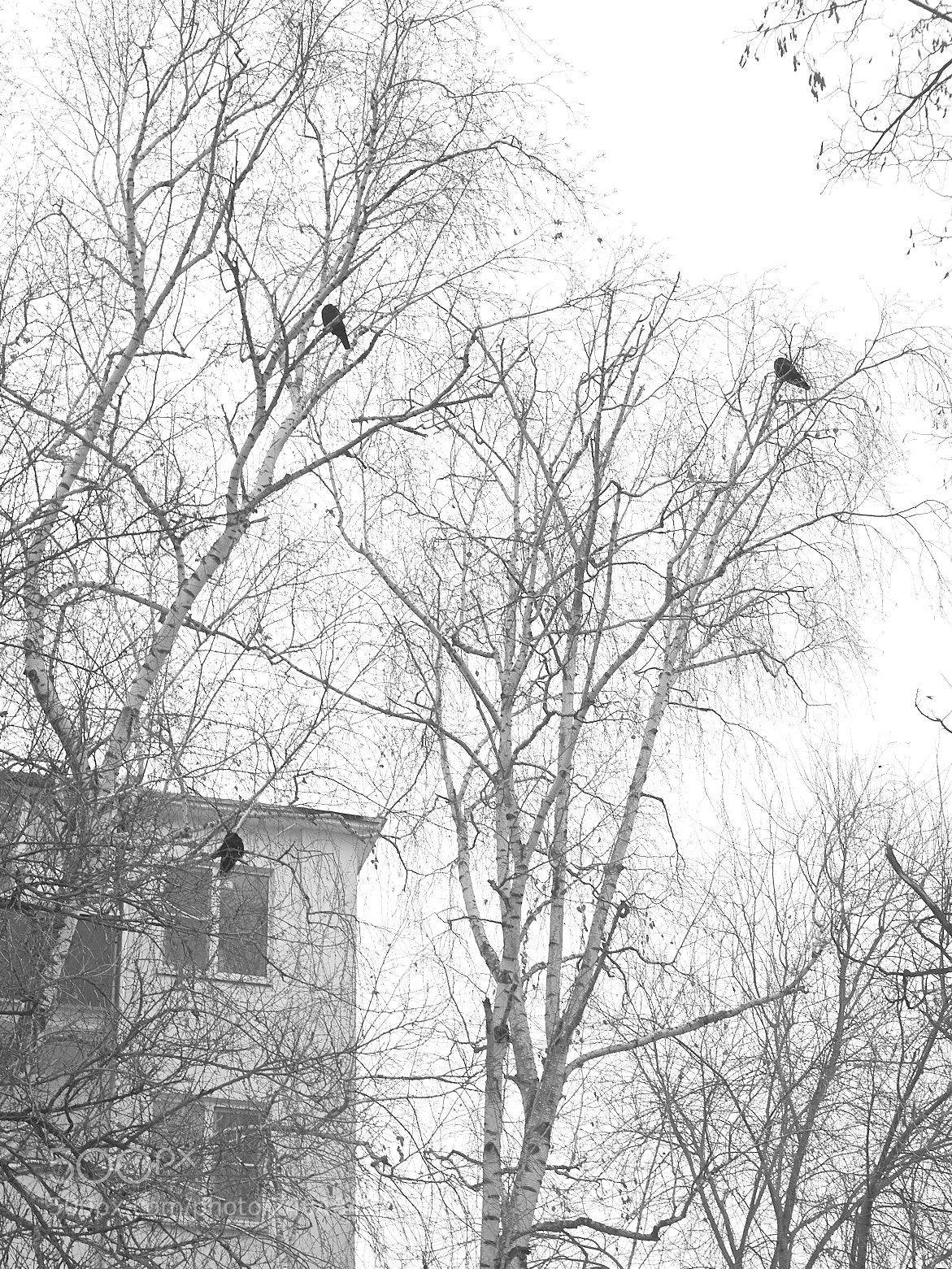 Canon EOS 5D sample photo. Three crows photography