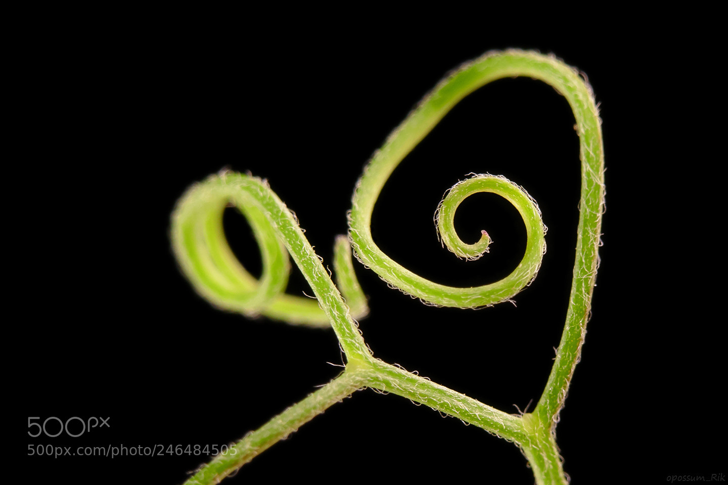 Panasonic Lumix DMC-FZ1000 sample photo. Curly plant photography