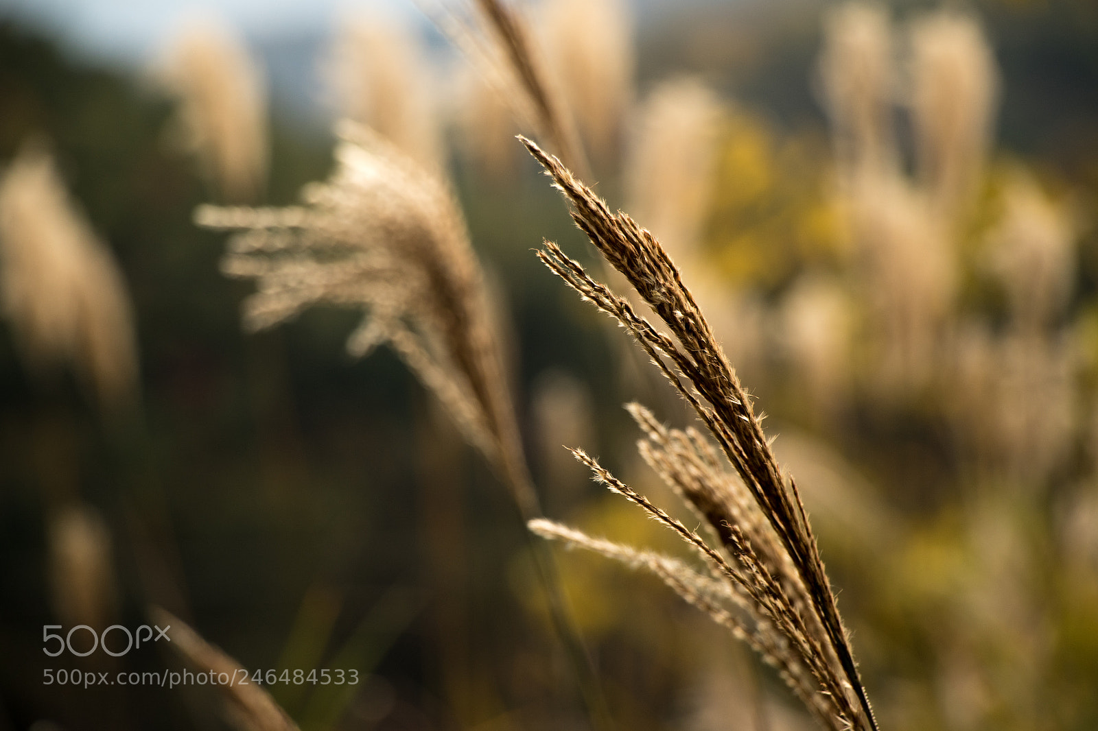 Canon EOS 7D Mark II sample photo. Fall nature photography