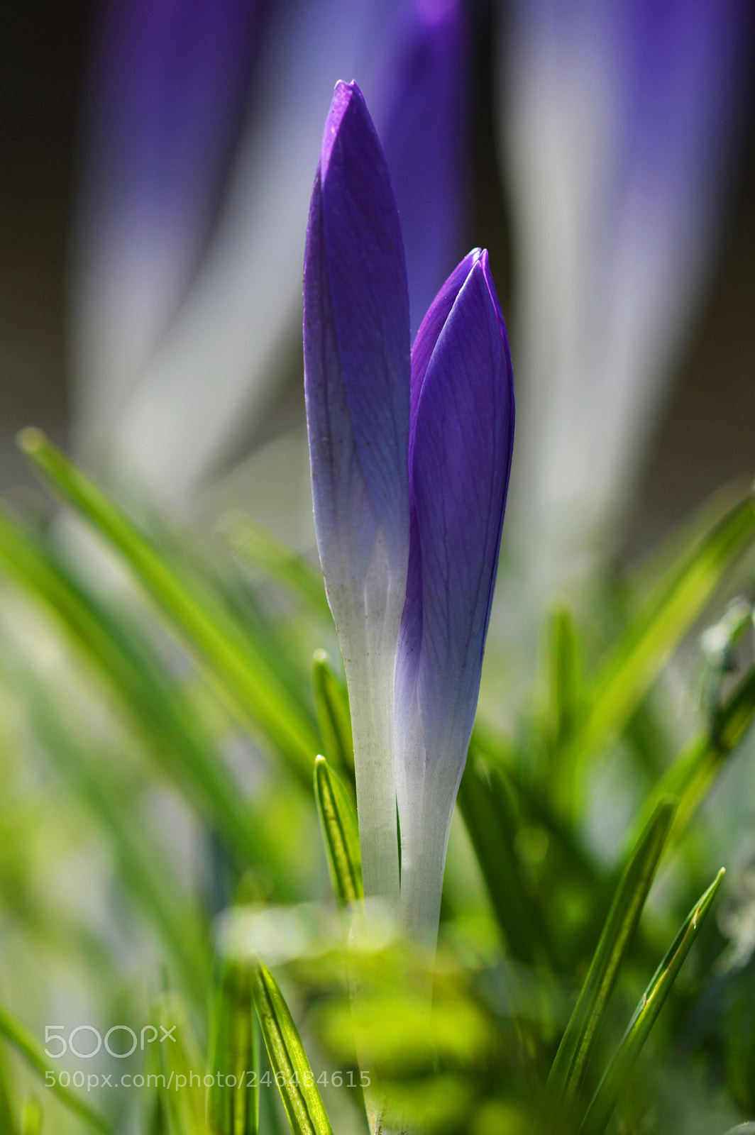 Nikon D3200 sample photo. Purple photography