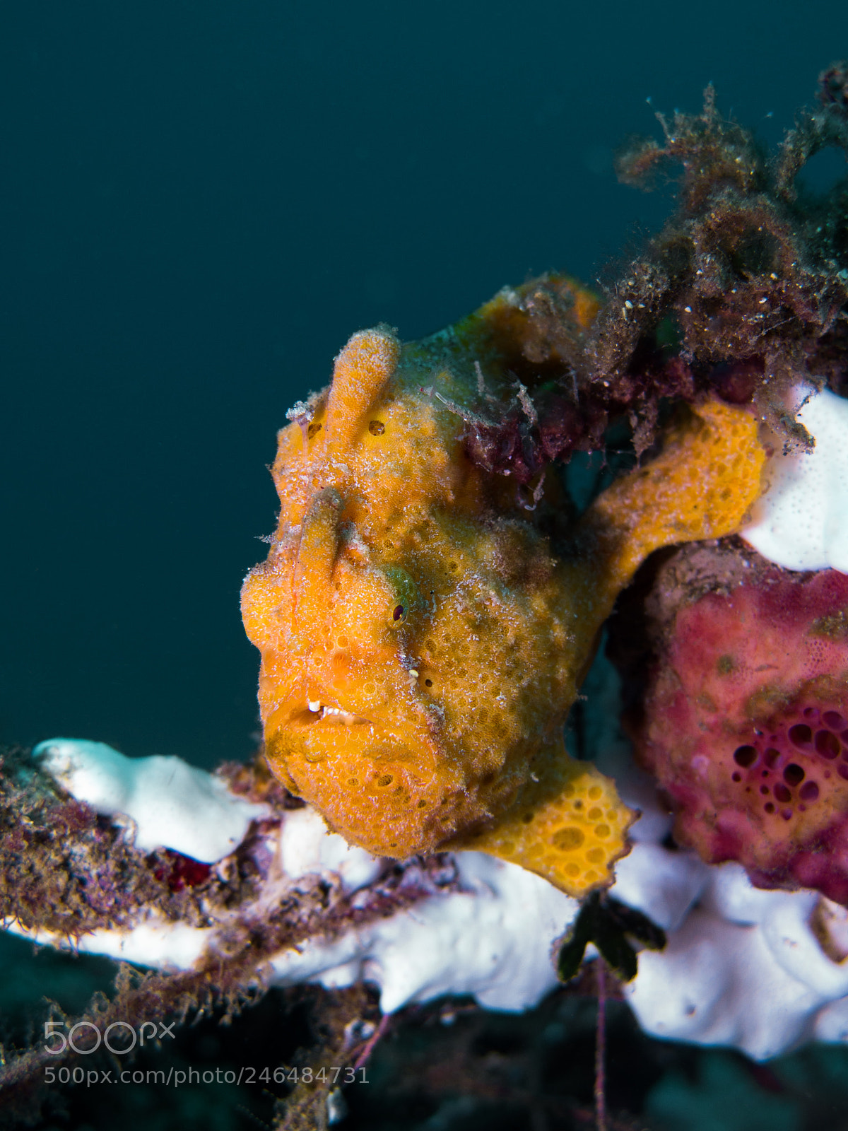Canon PowerShot G16 sample photo. Orange painted frogfish photography