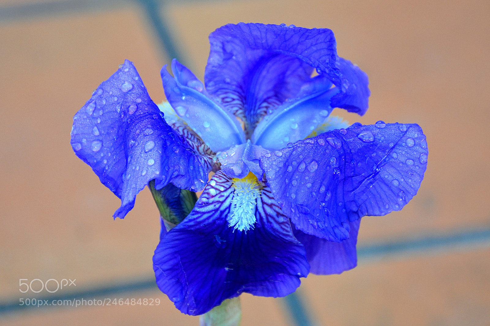 Nikon D5200 sample photo. Vegetal butterfly photography